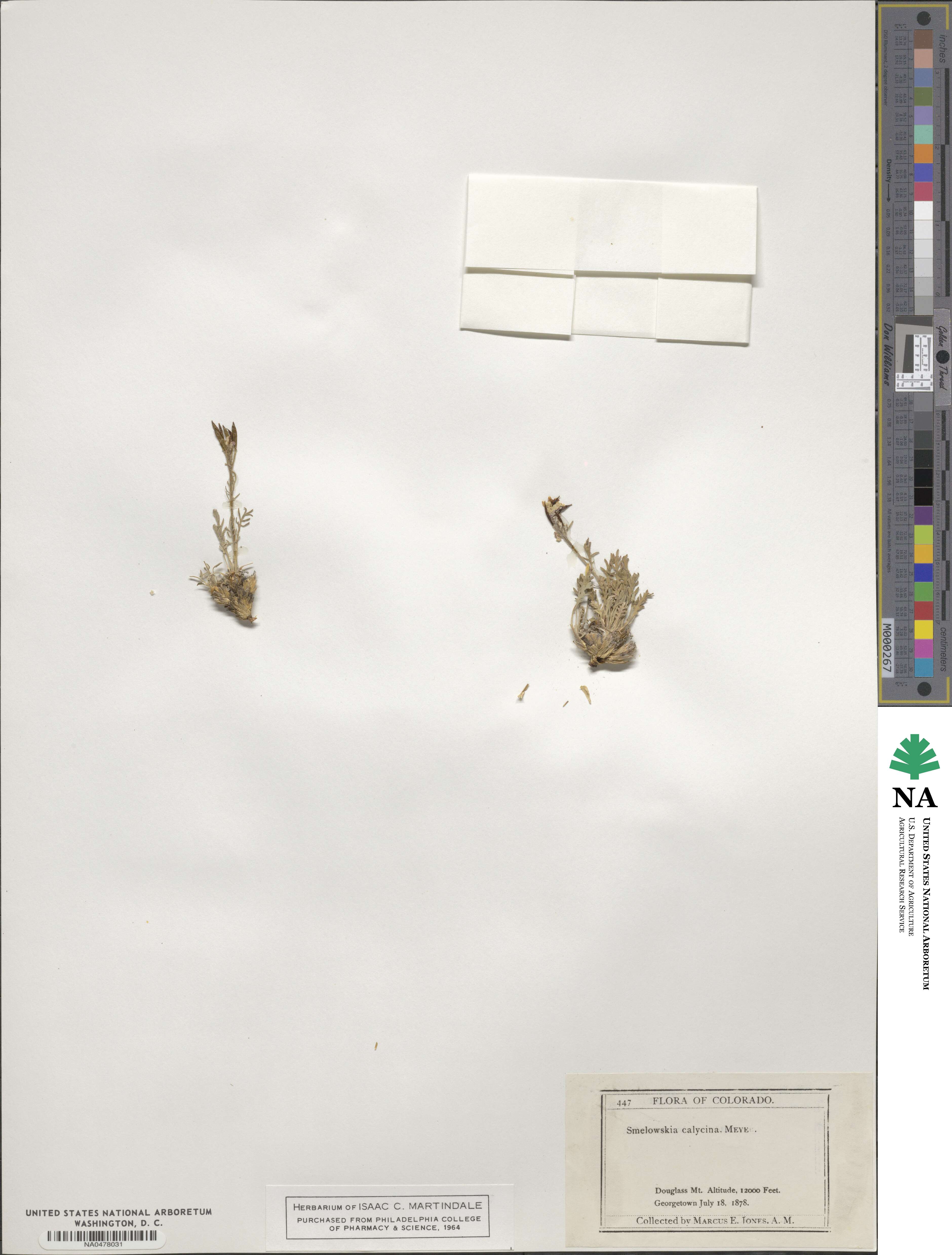 Smelowskia calycina image