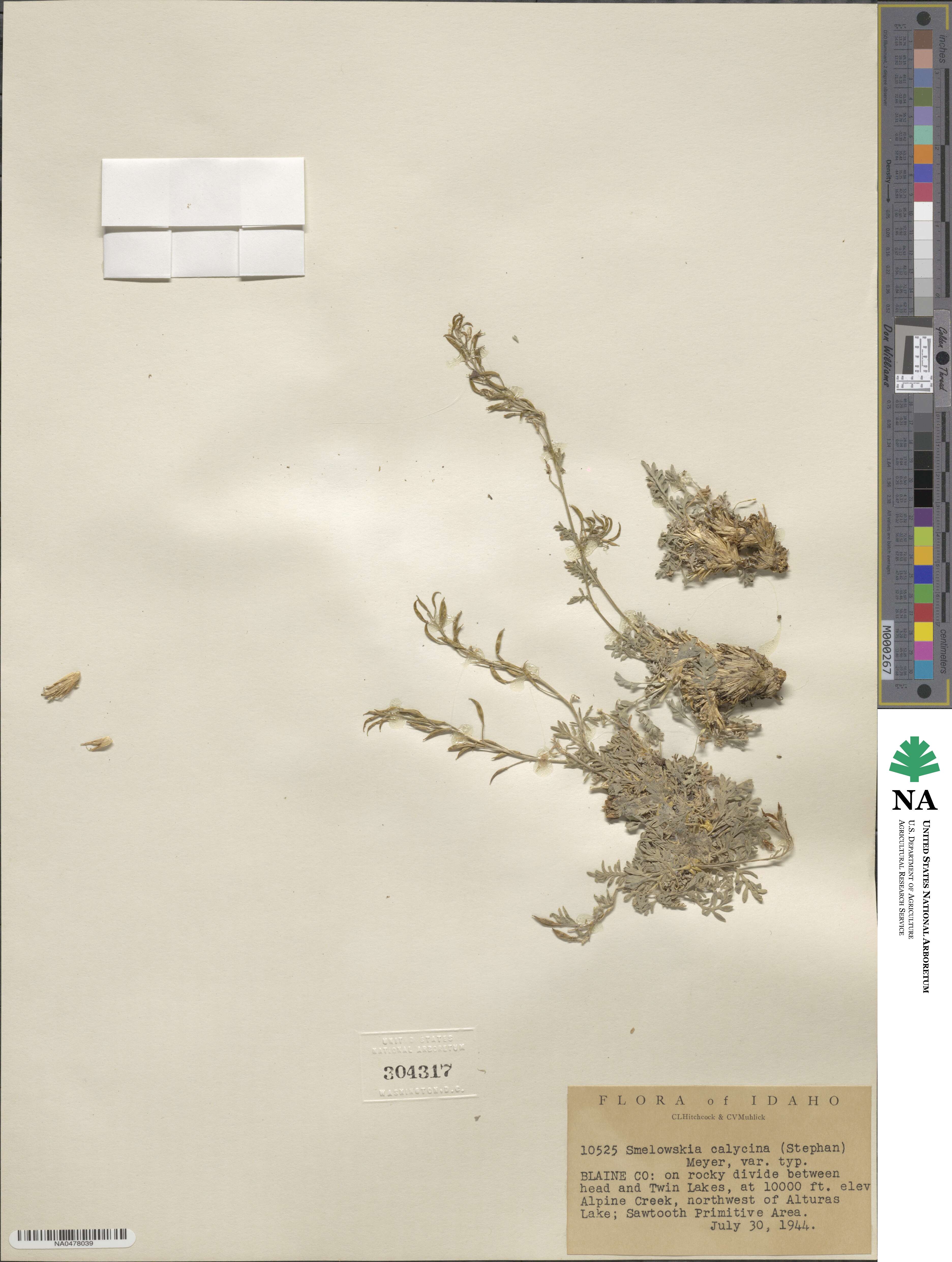 Smelowskia calycina image