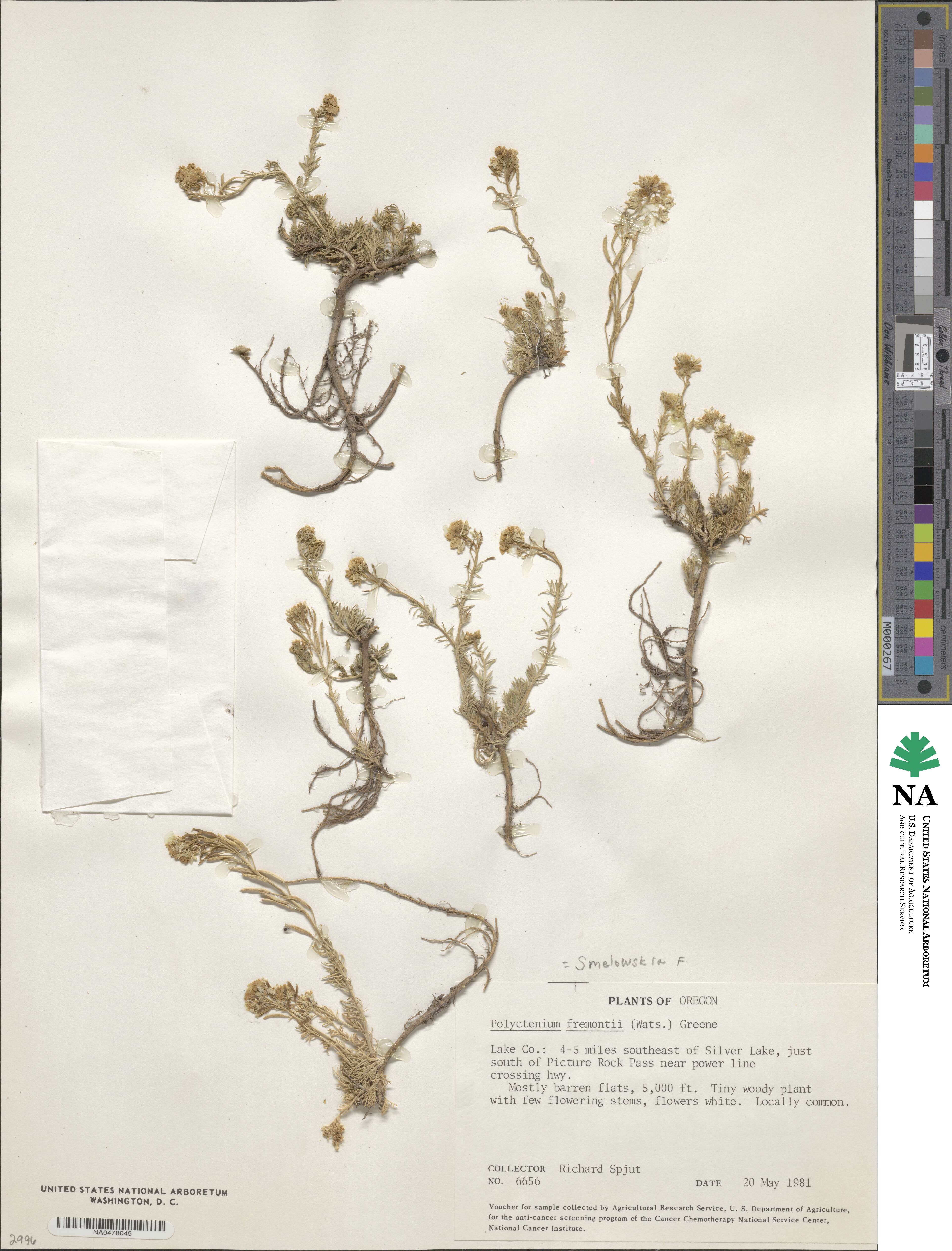 Polyctenium fremontii image