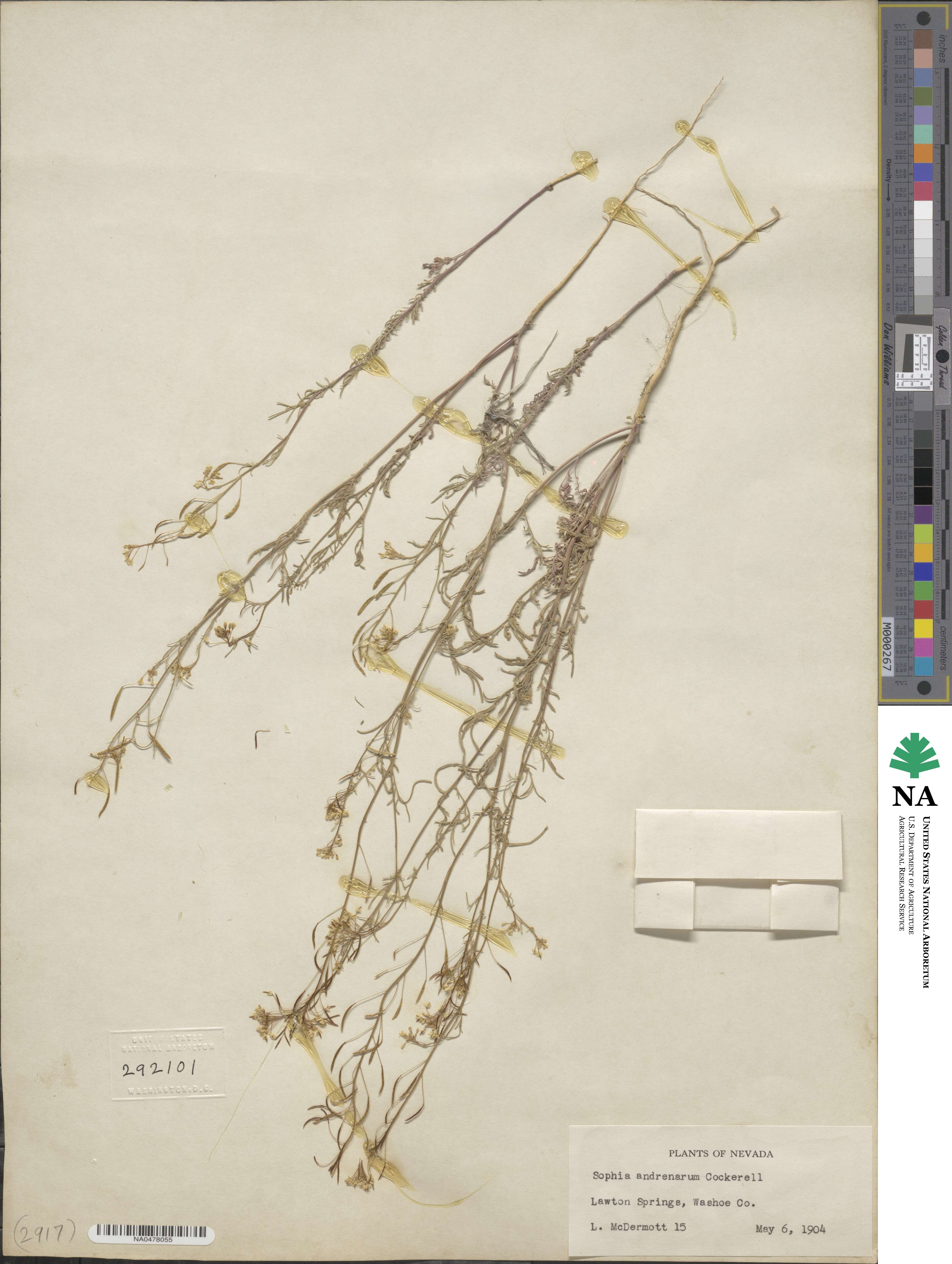 Descurainia andrenarum image