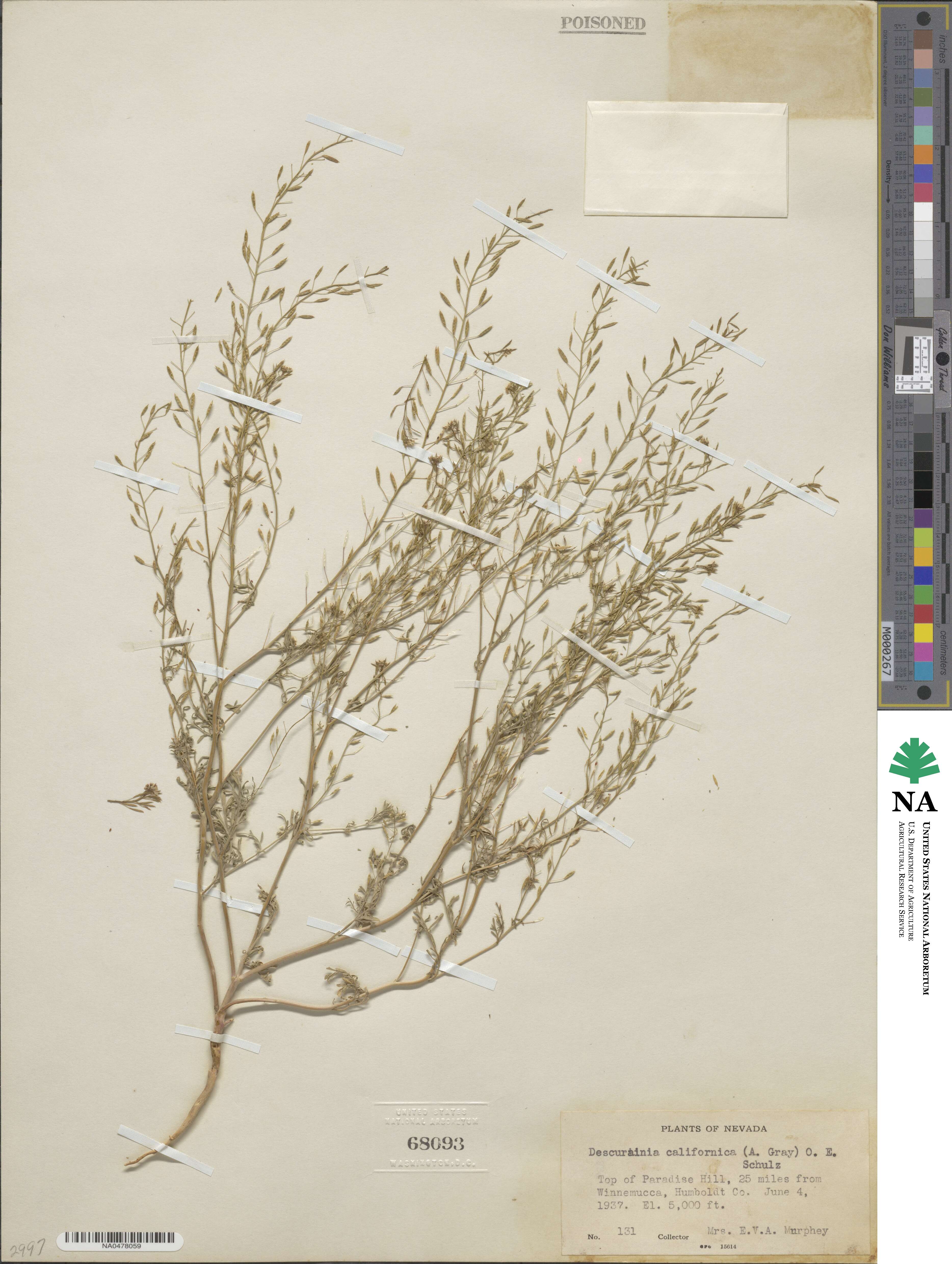 Descurainia californica image