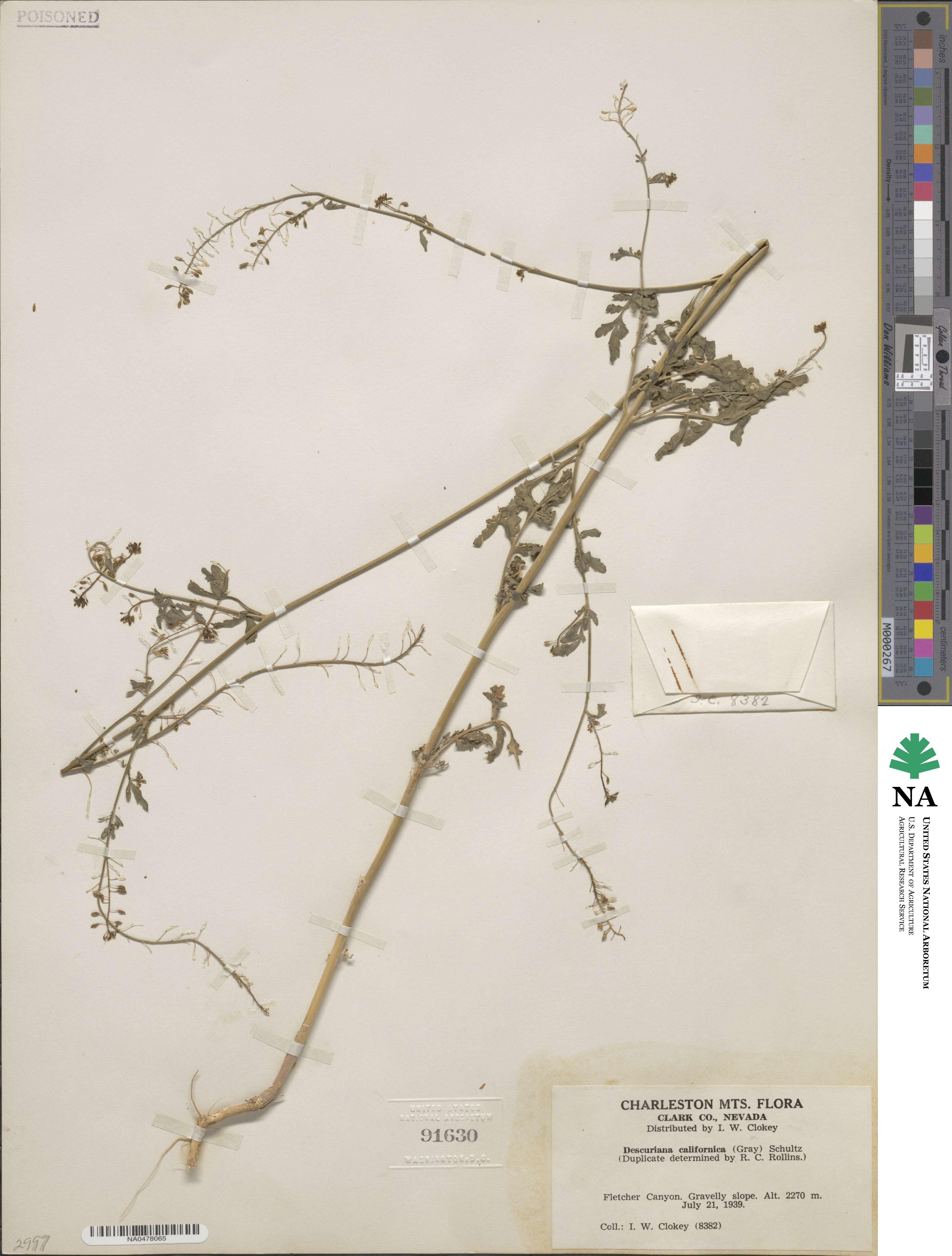 Descurainia californica image