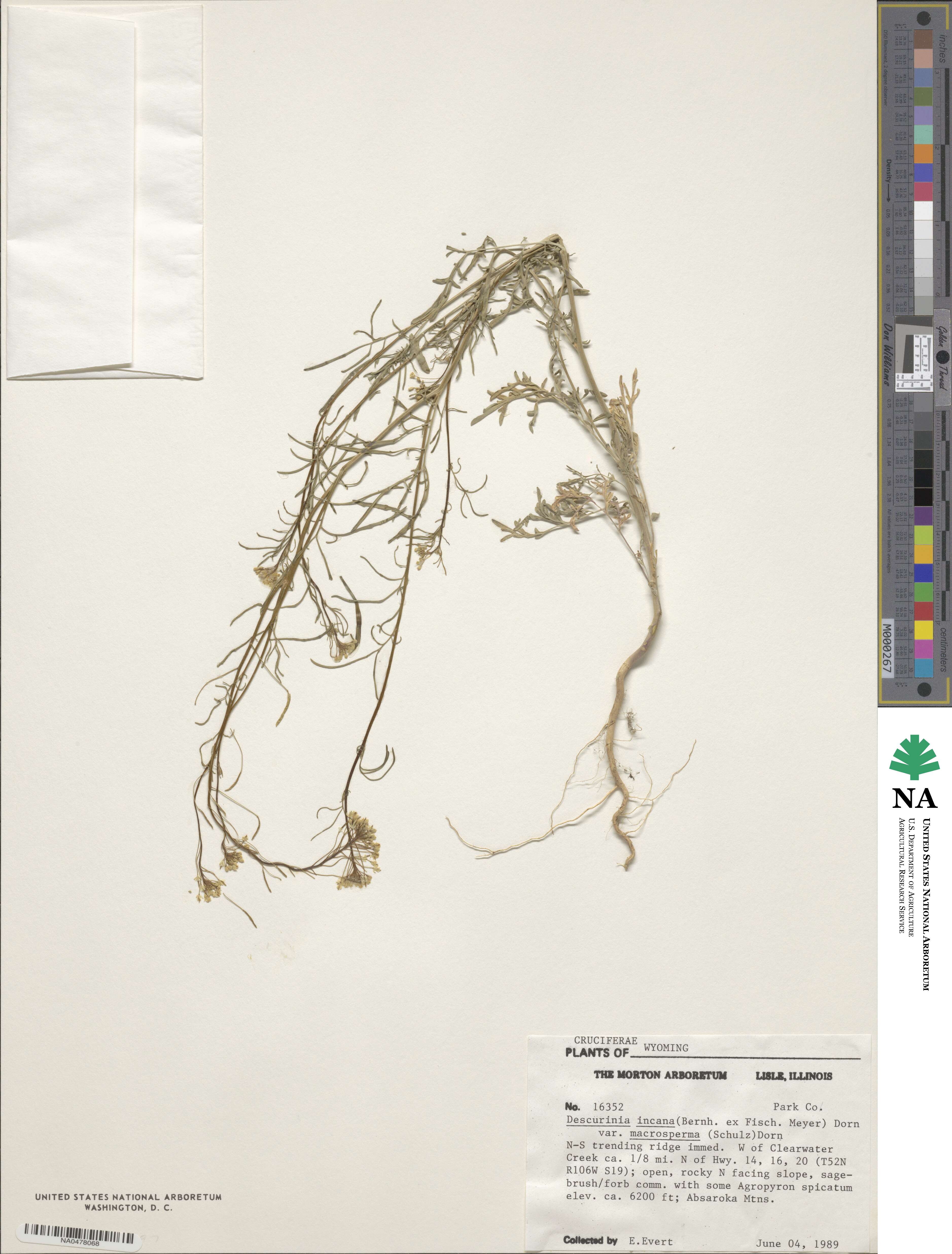 Descurainia incana var. macrosperma image