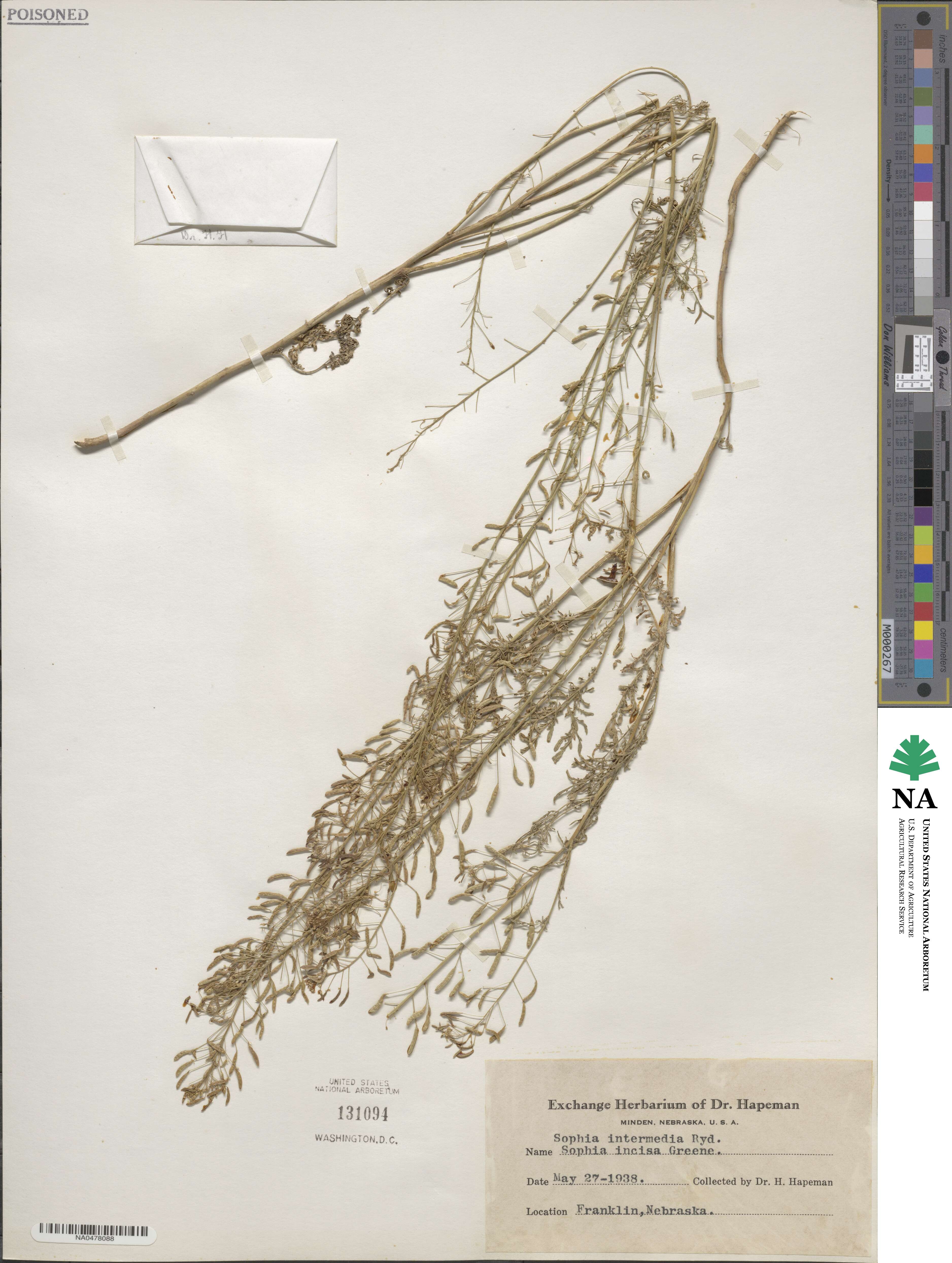 Descurainia intermedia image