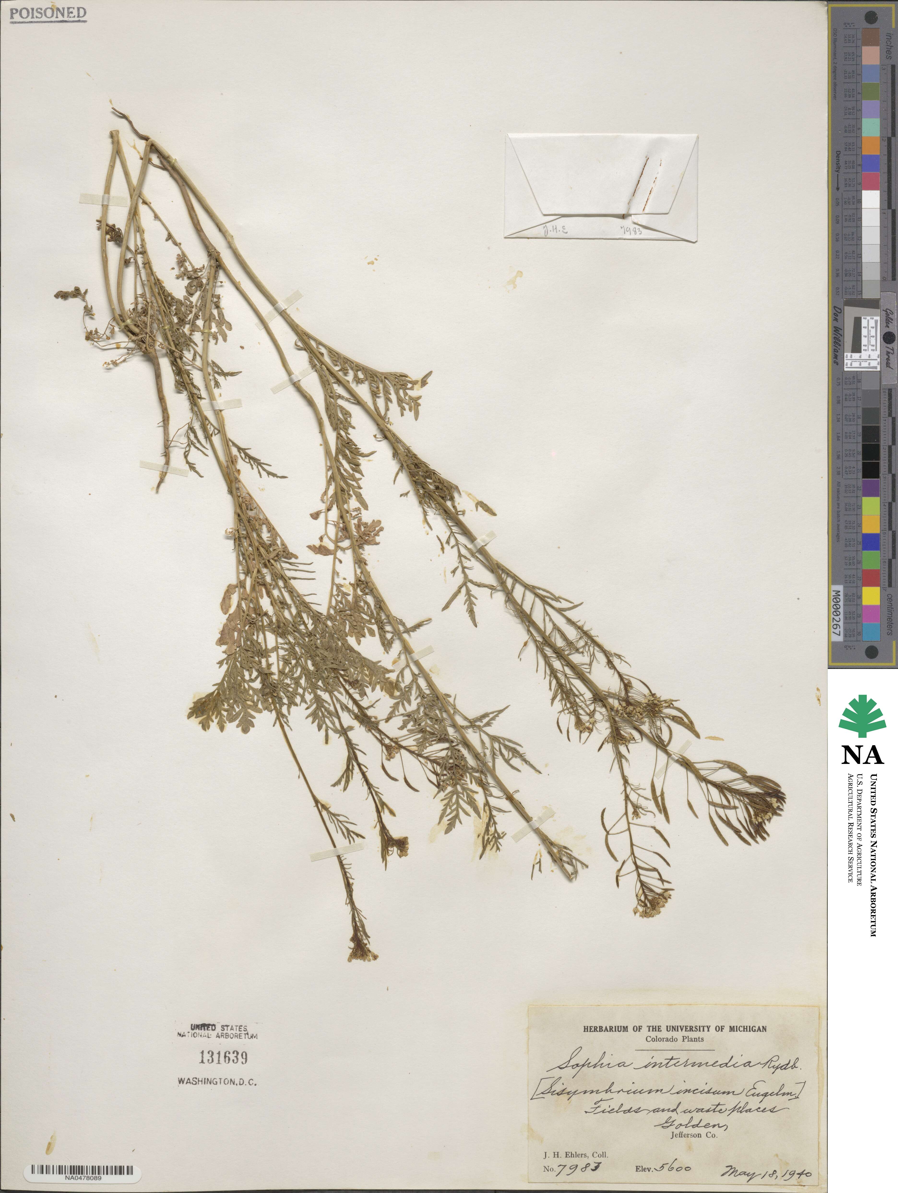 Descurainia intermedia image