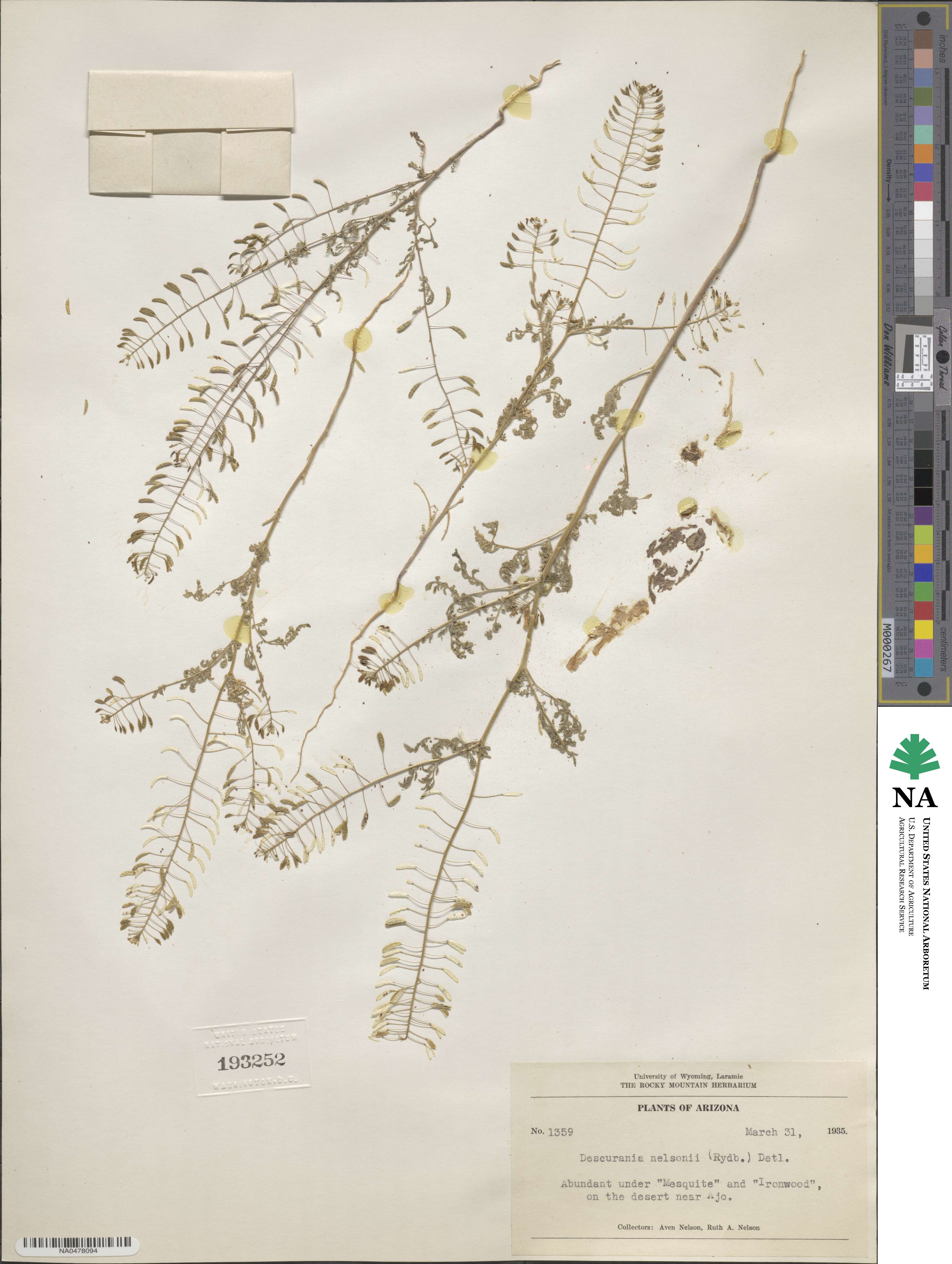 Descurainia nelsonii image