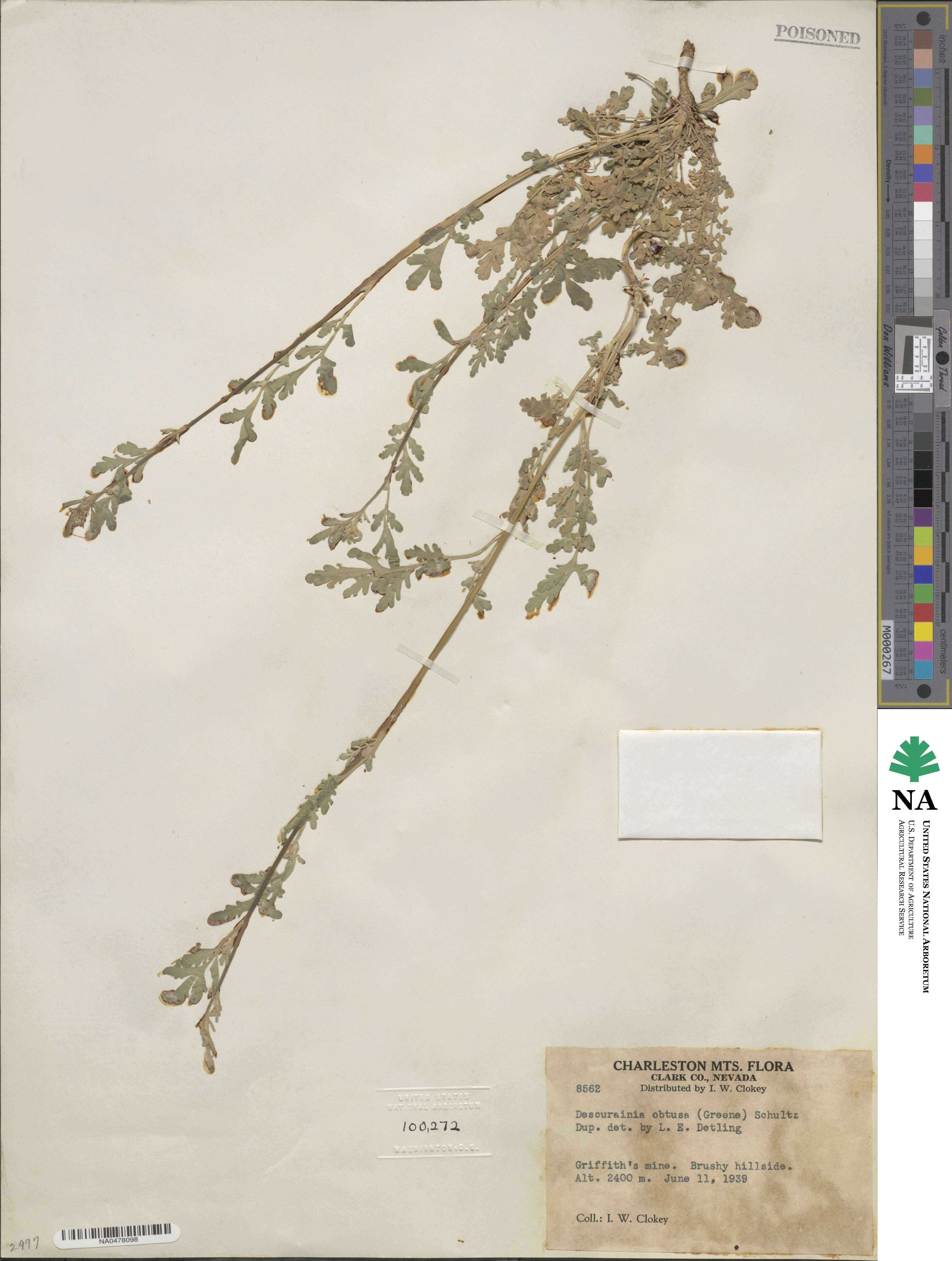 Descurainia obtusa image
