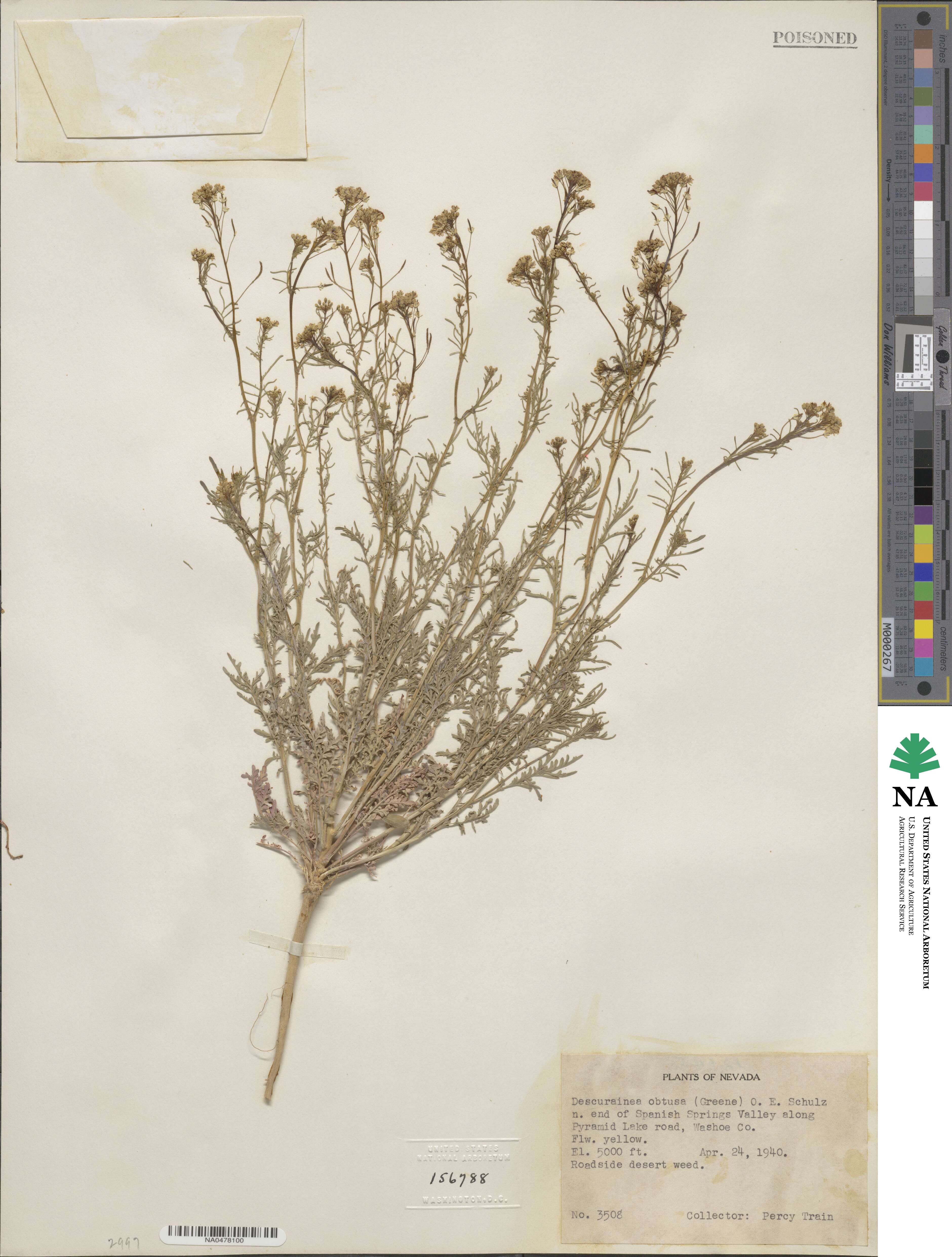 Descurainia obtusa image