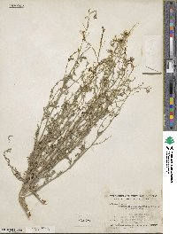 Descurainia pinnata image