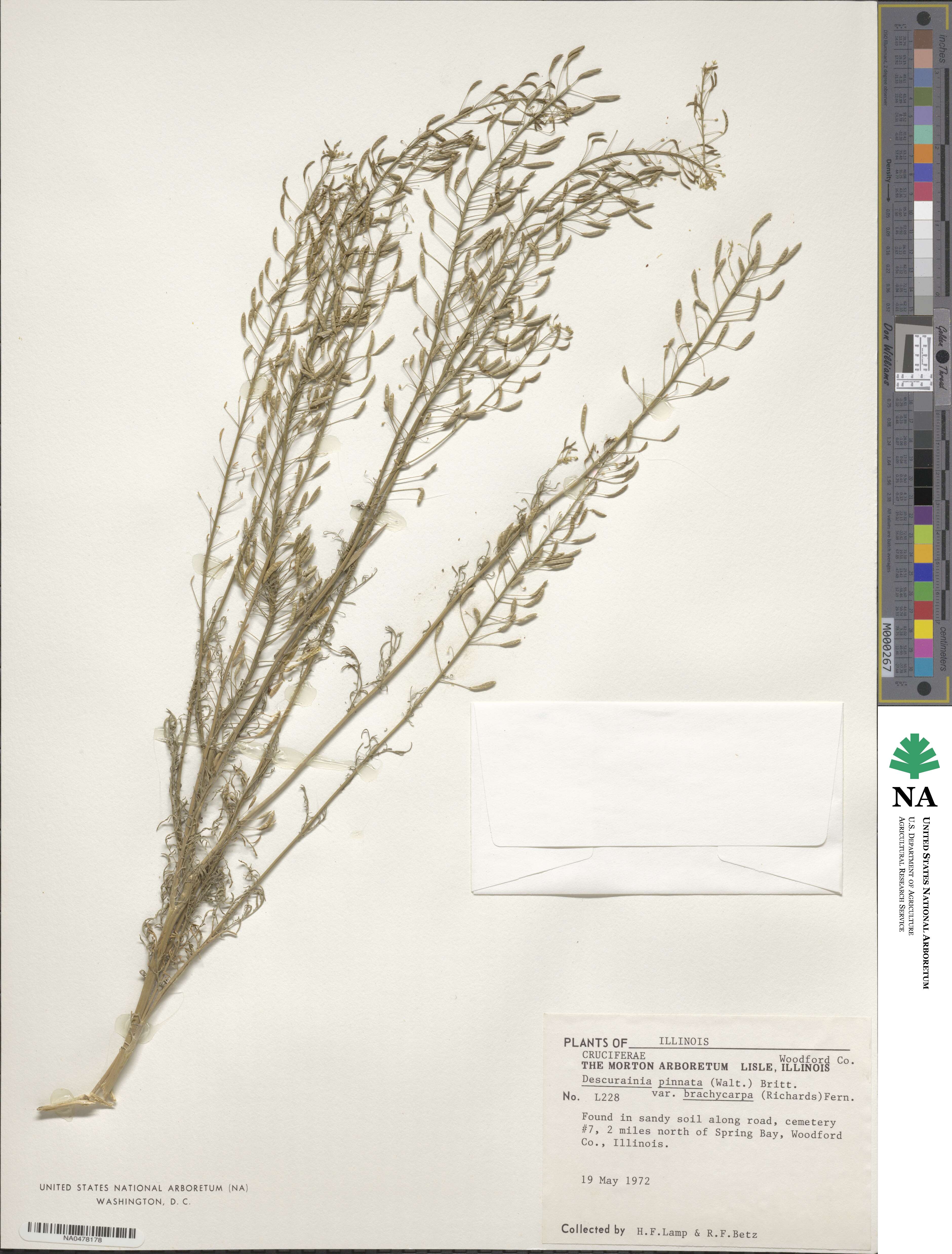 Descurainia pinnata var. brachycarpa image