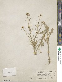 Descurainia pinnata image