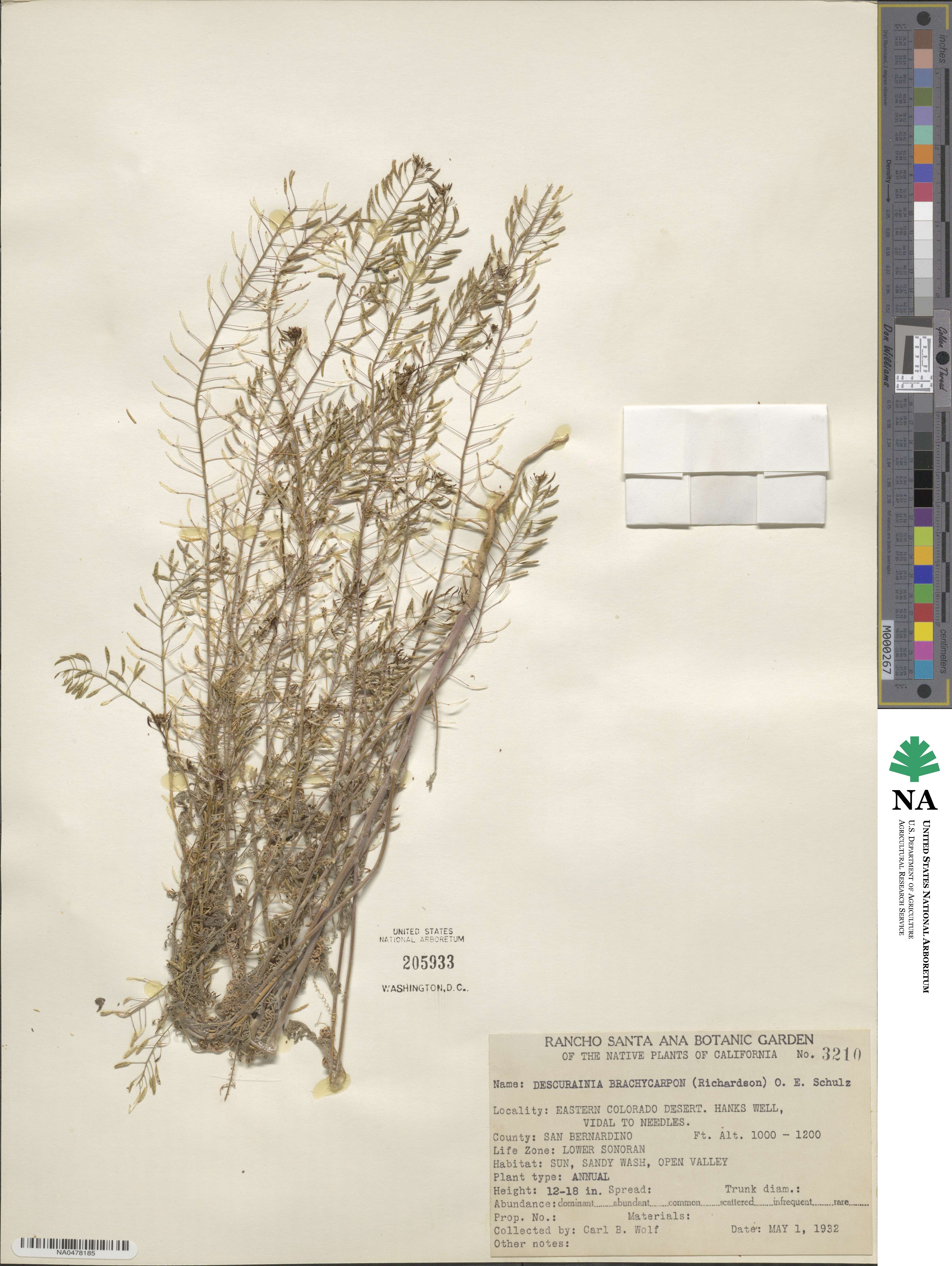 Descurainia pinnata var. brachycarpa image