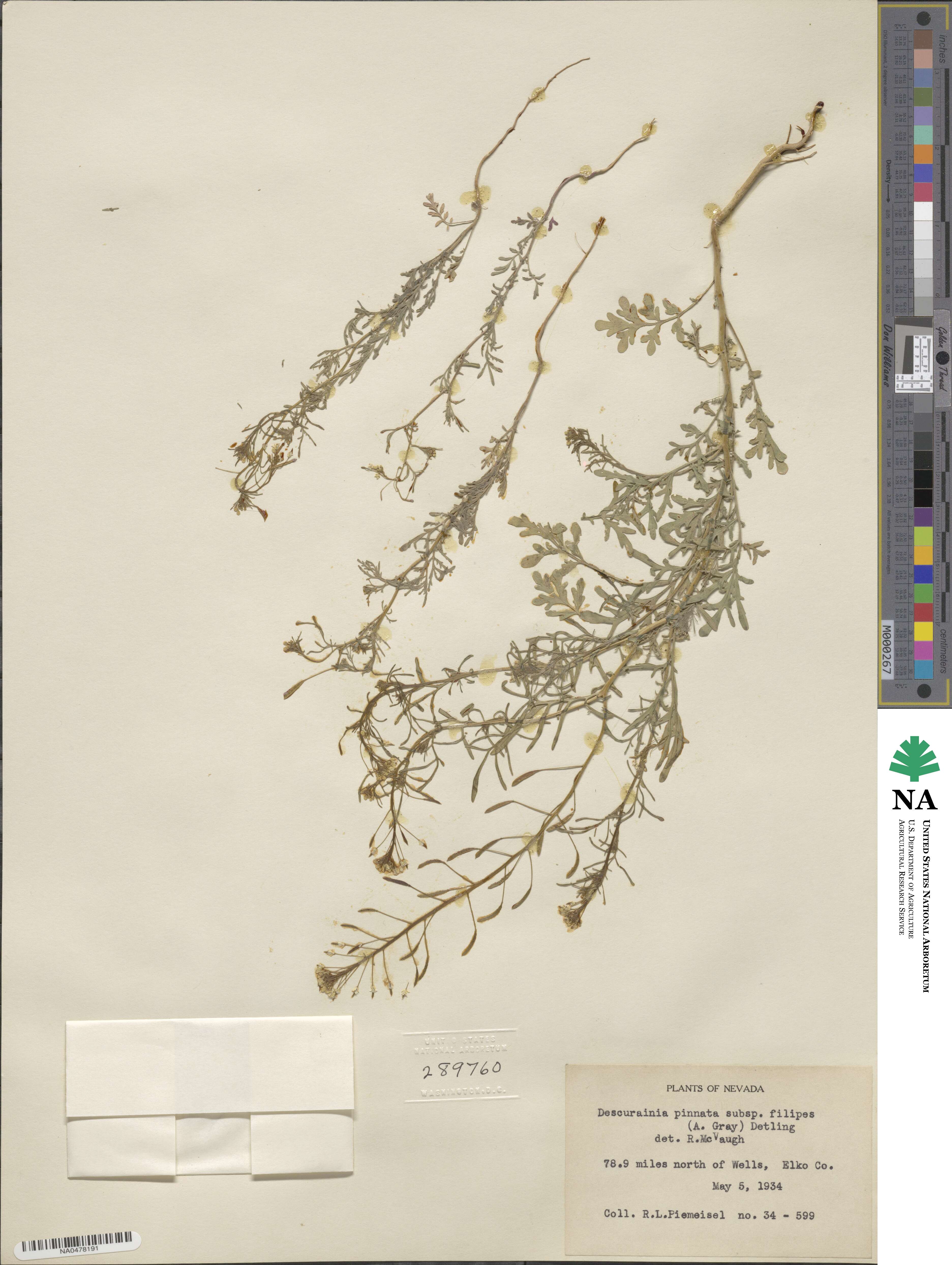 Descurainia image