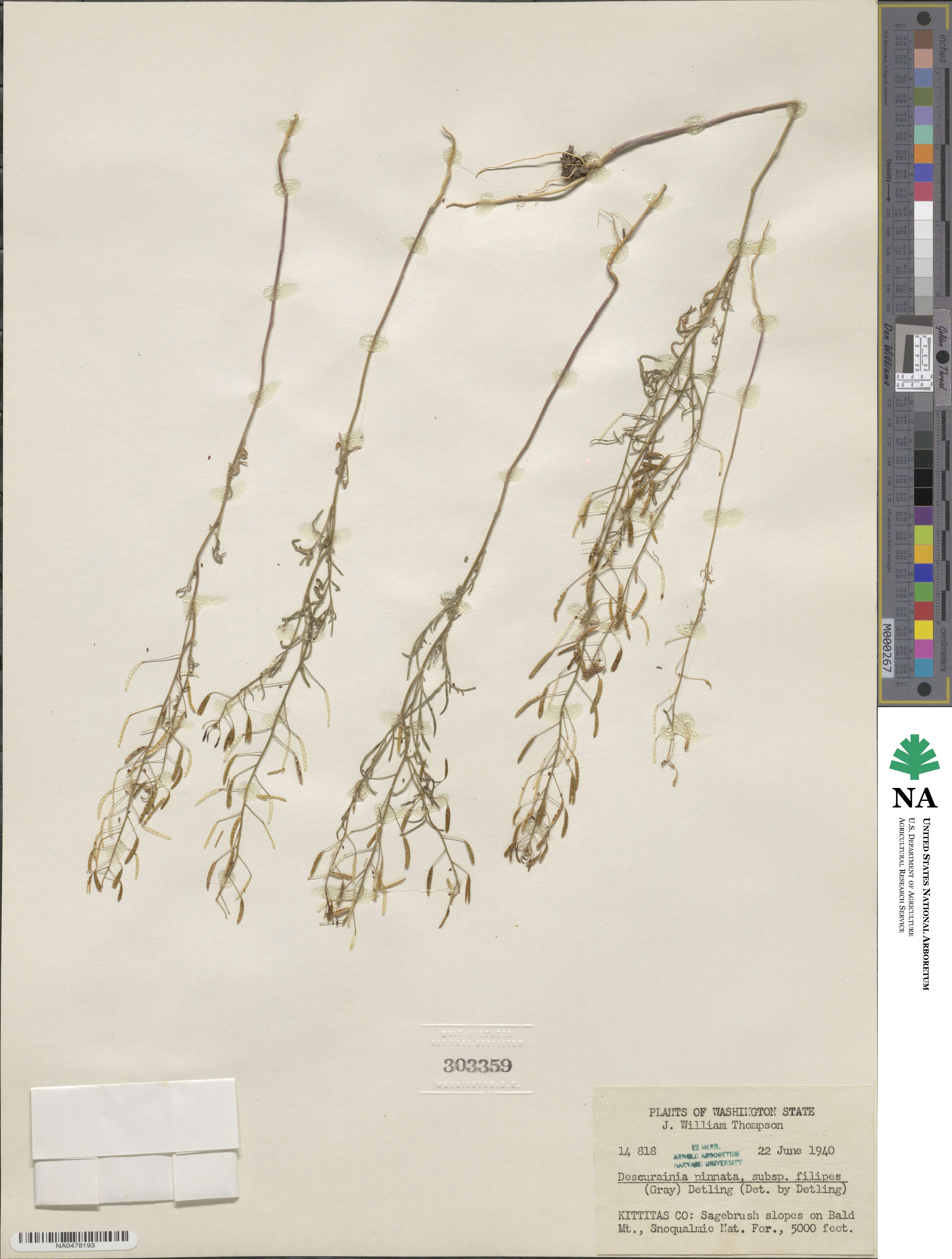 Descurainia longipedicellata image