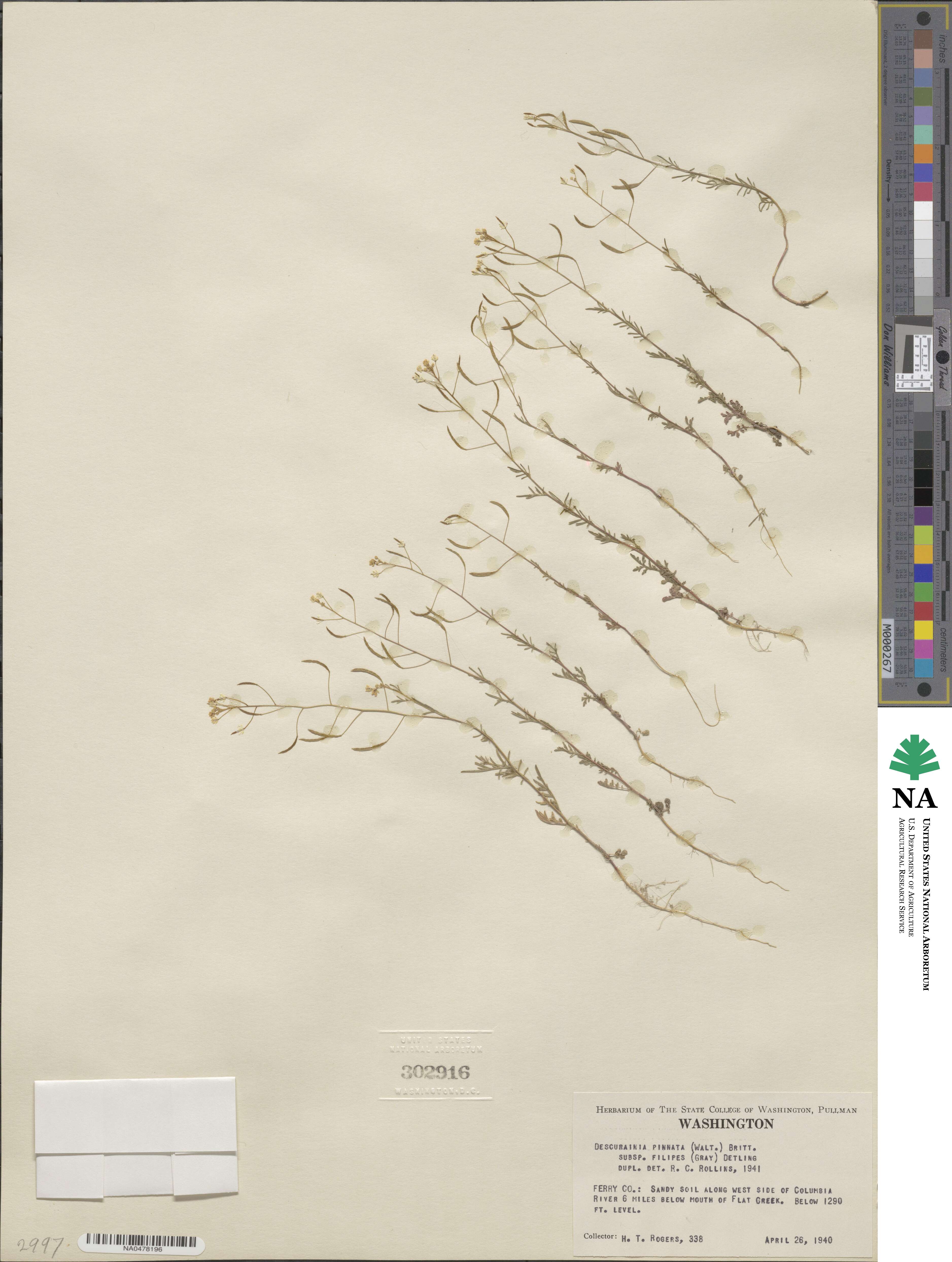 Descurainia longipedicellata image