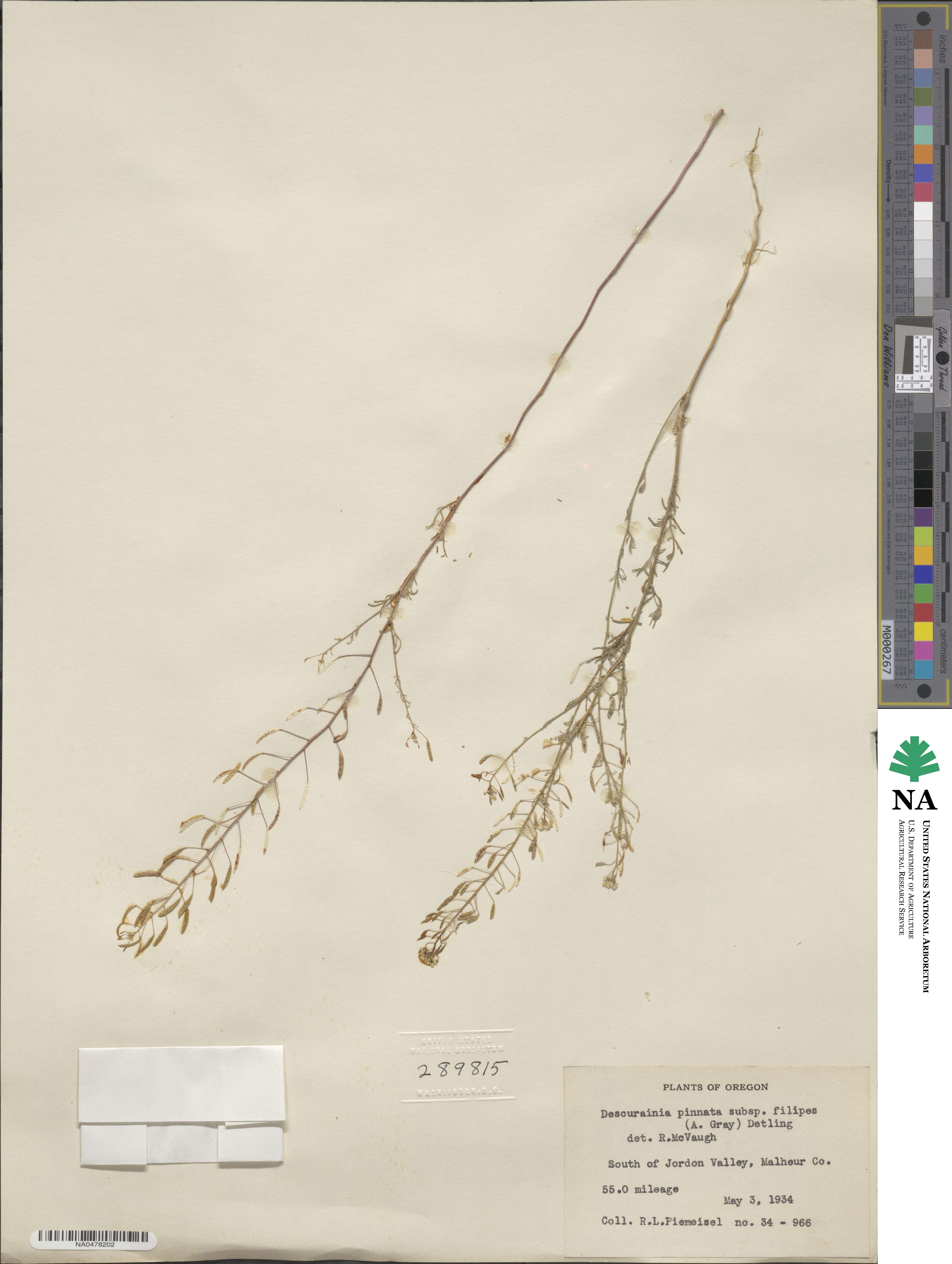 Descurainia longipedicellata image