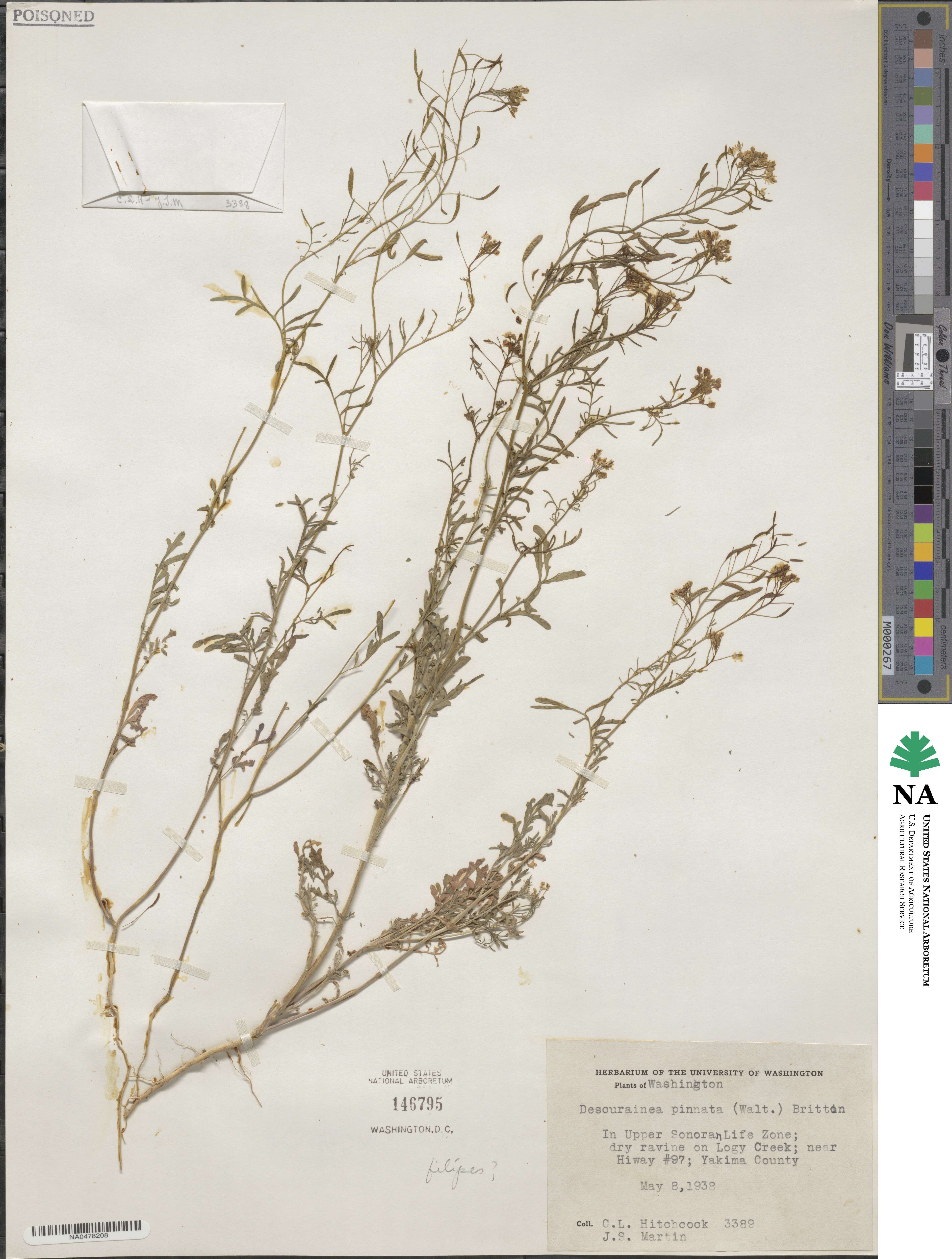 Descurainia longipedicellata image