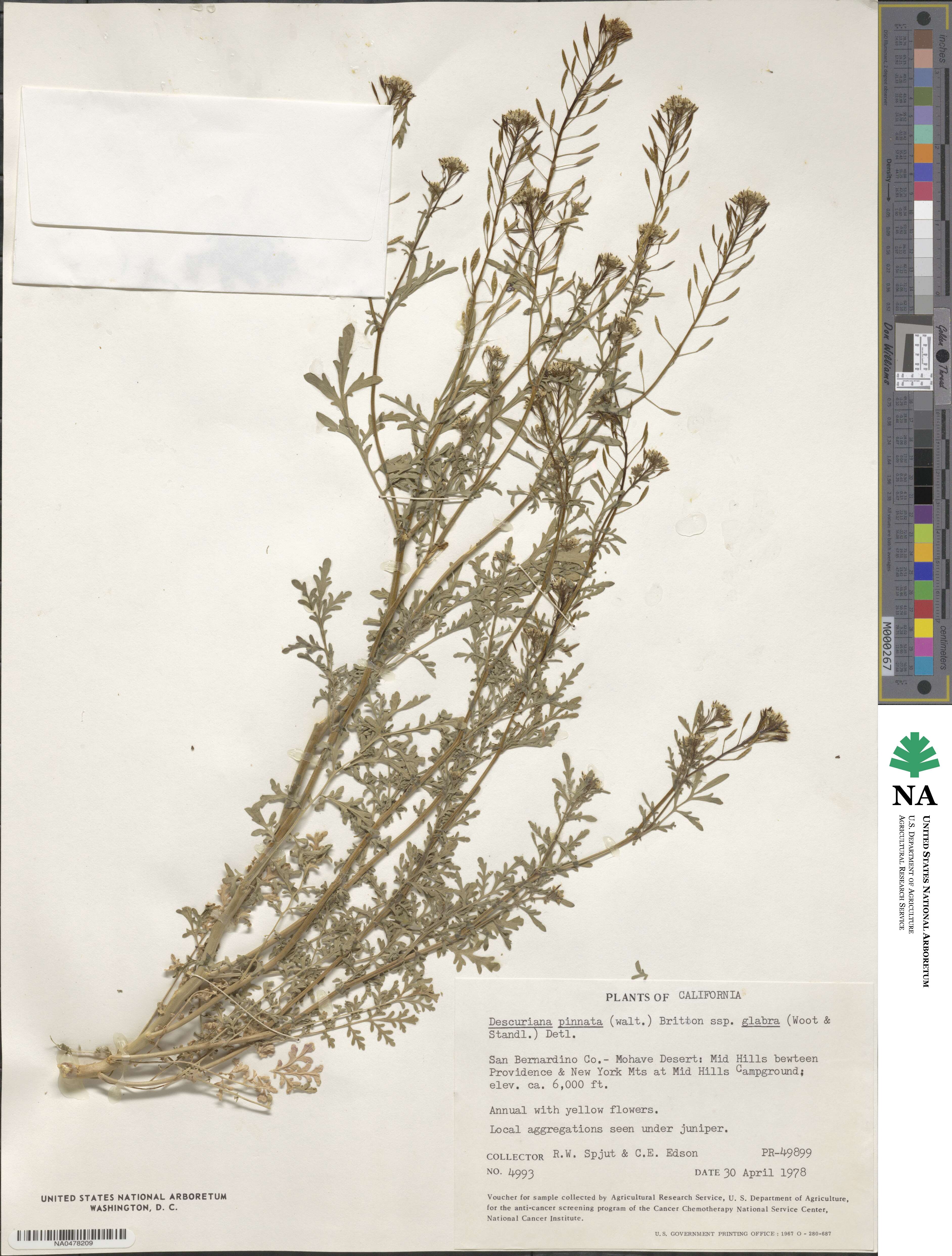 Descurainia pinnata var. glabra image