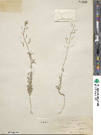 Descurainia pinnata image