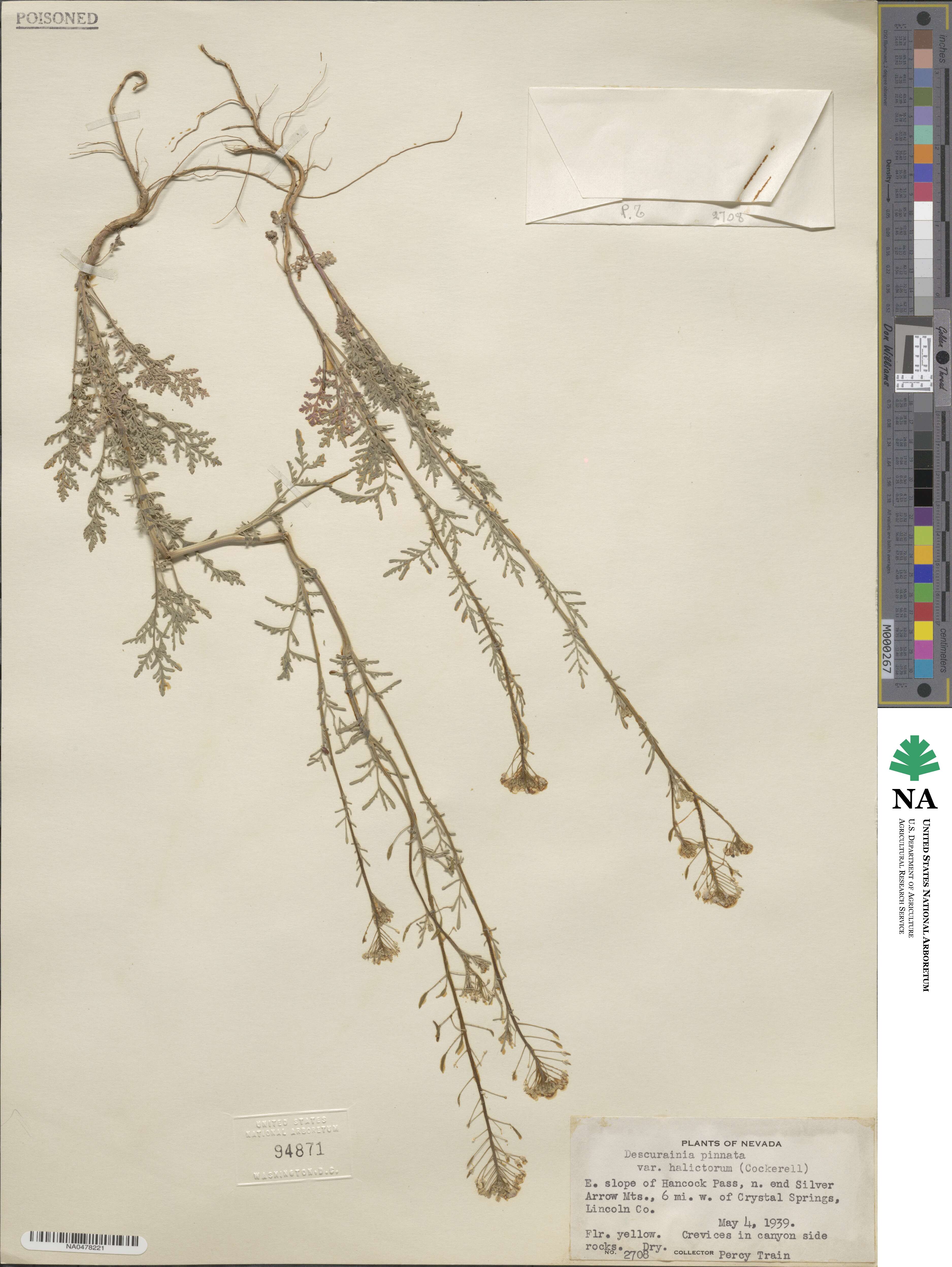 Descurainia pinnata var. halictorum image