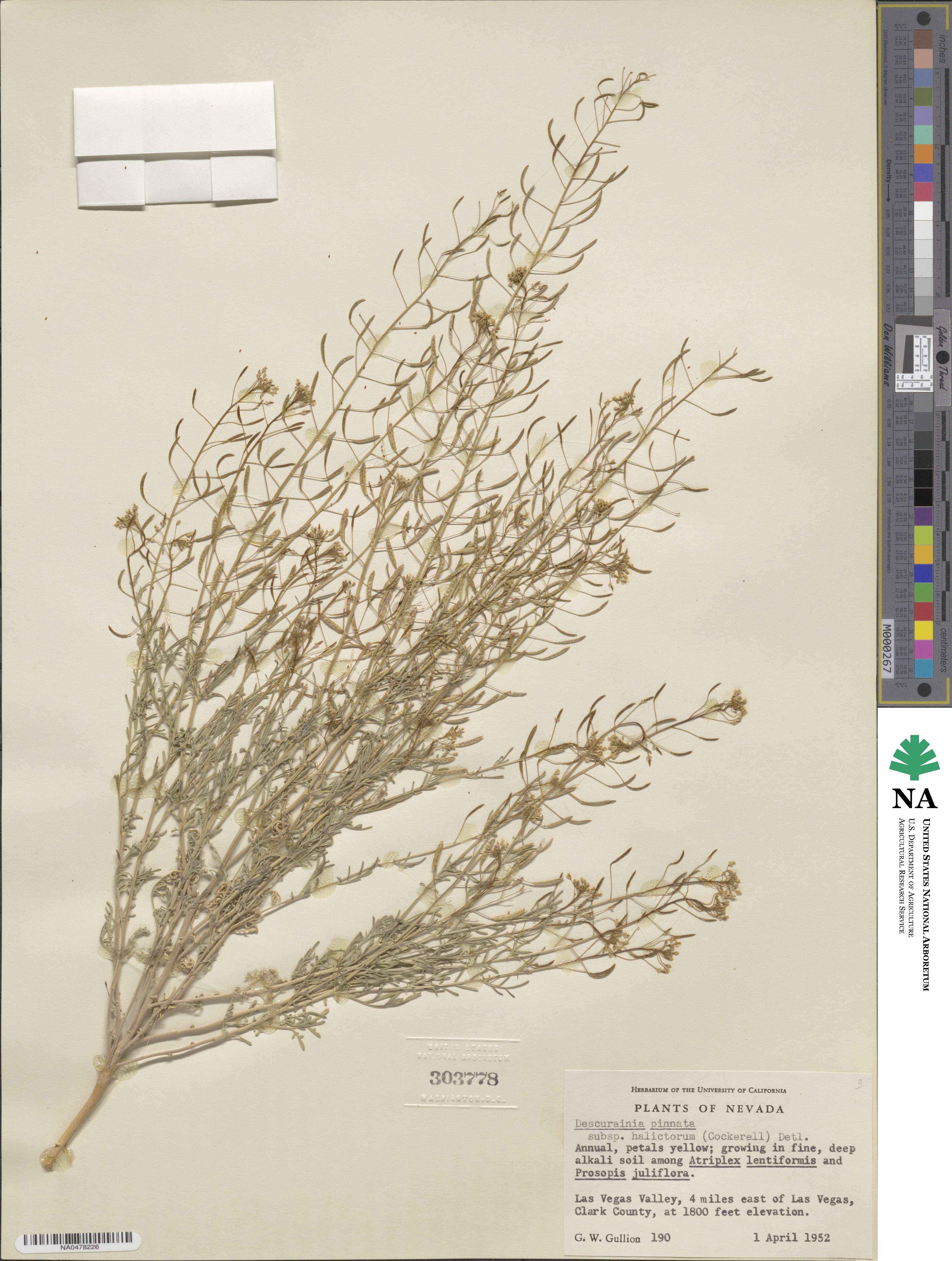 Descurainia pinnata image