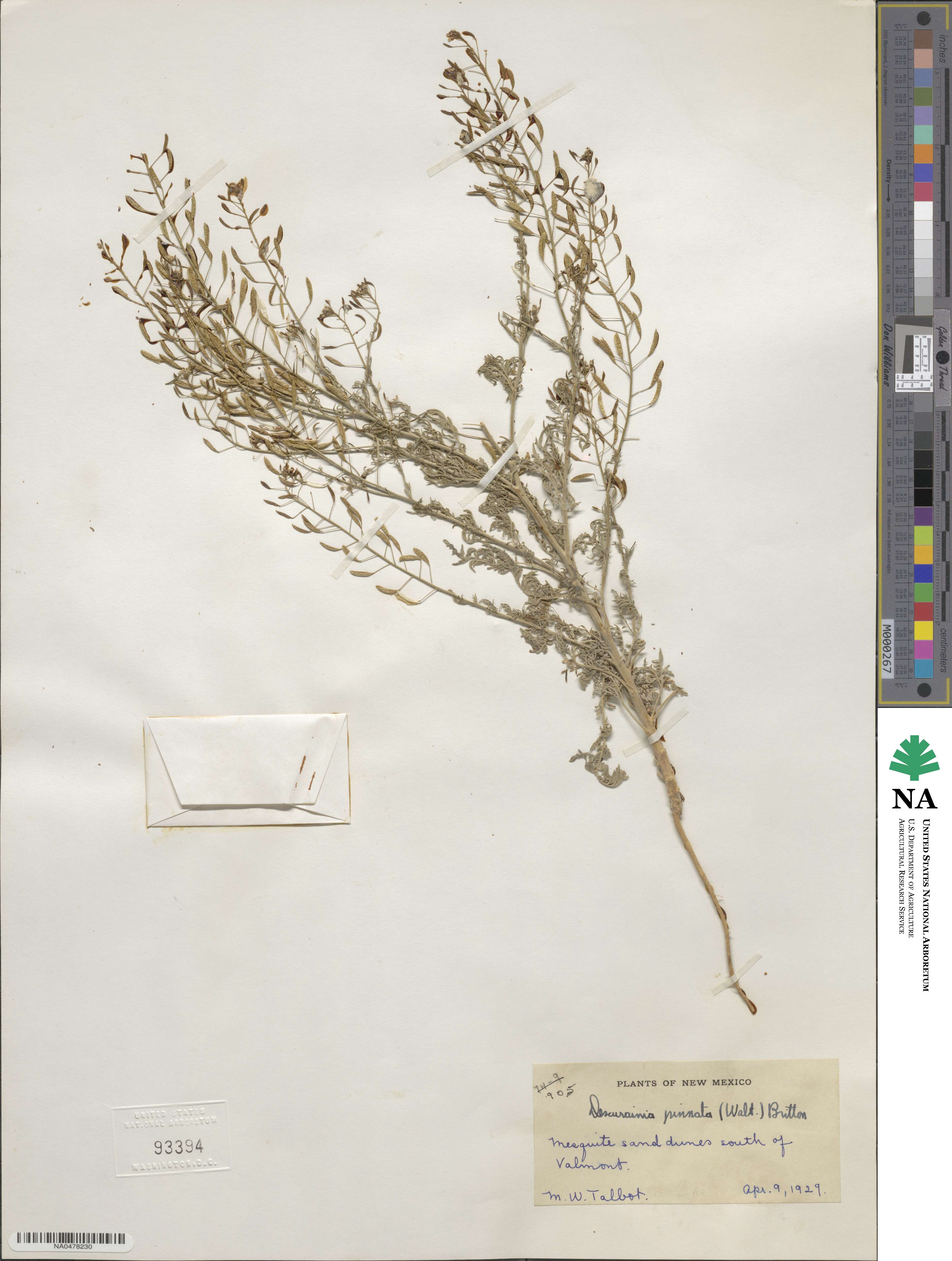 Descurainia pinnata image