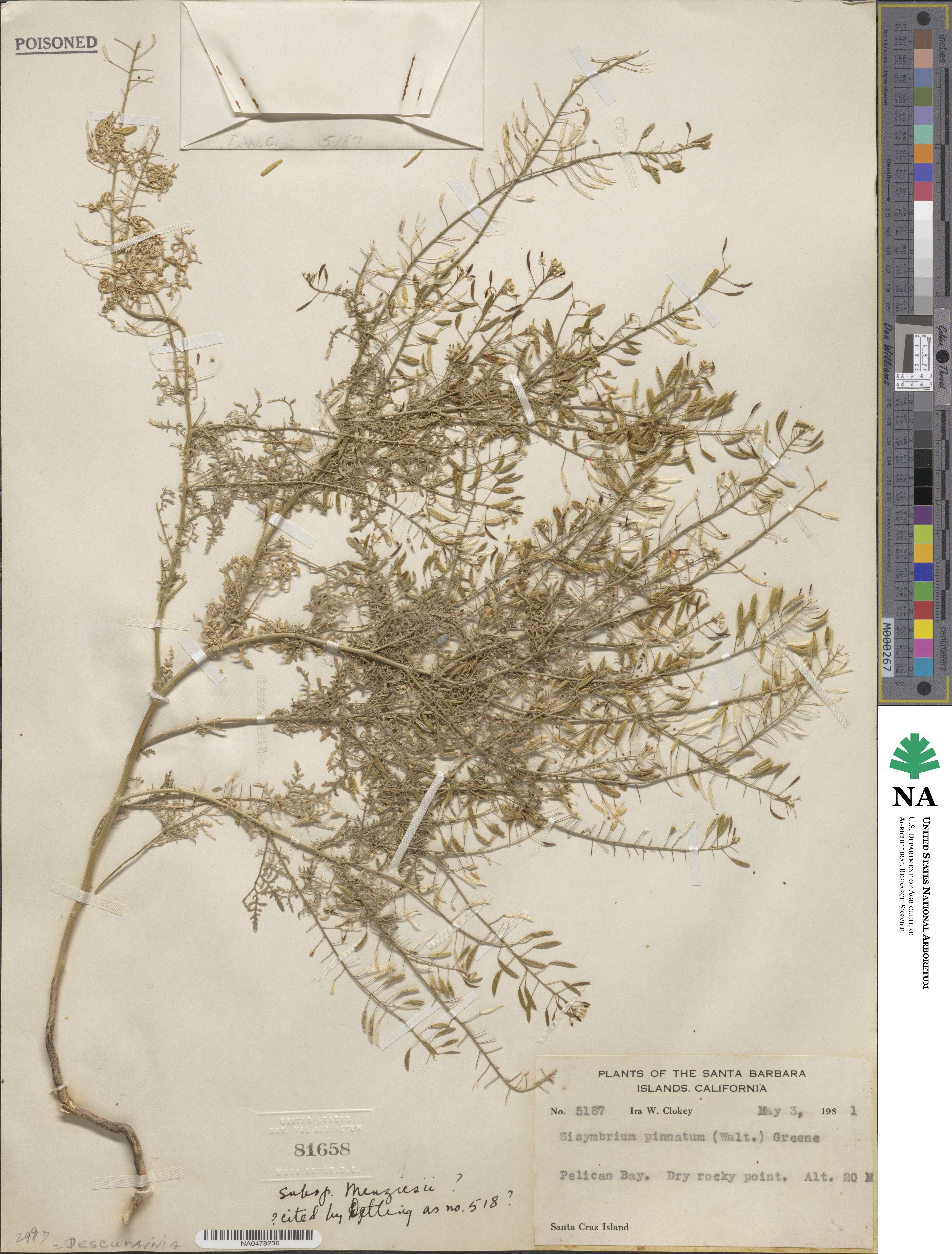 Descurainia pinnata subsp. menziesii image