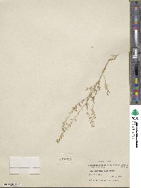 Descurainia pinnata image