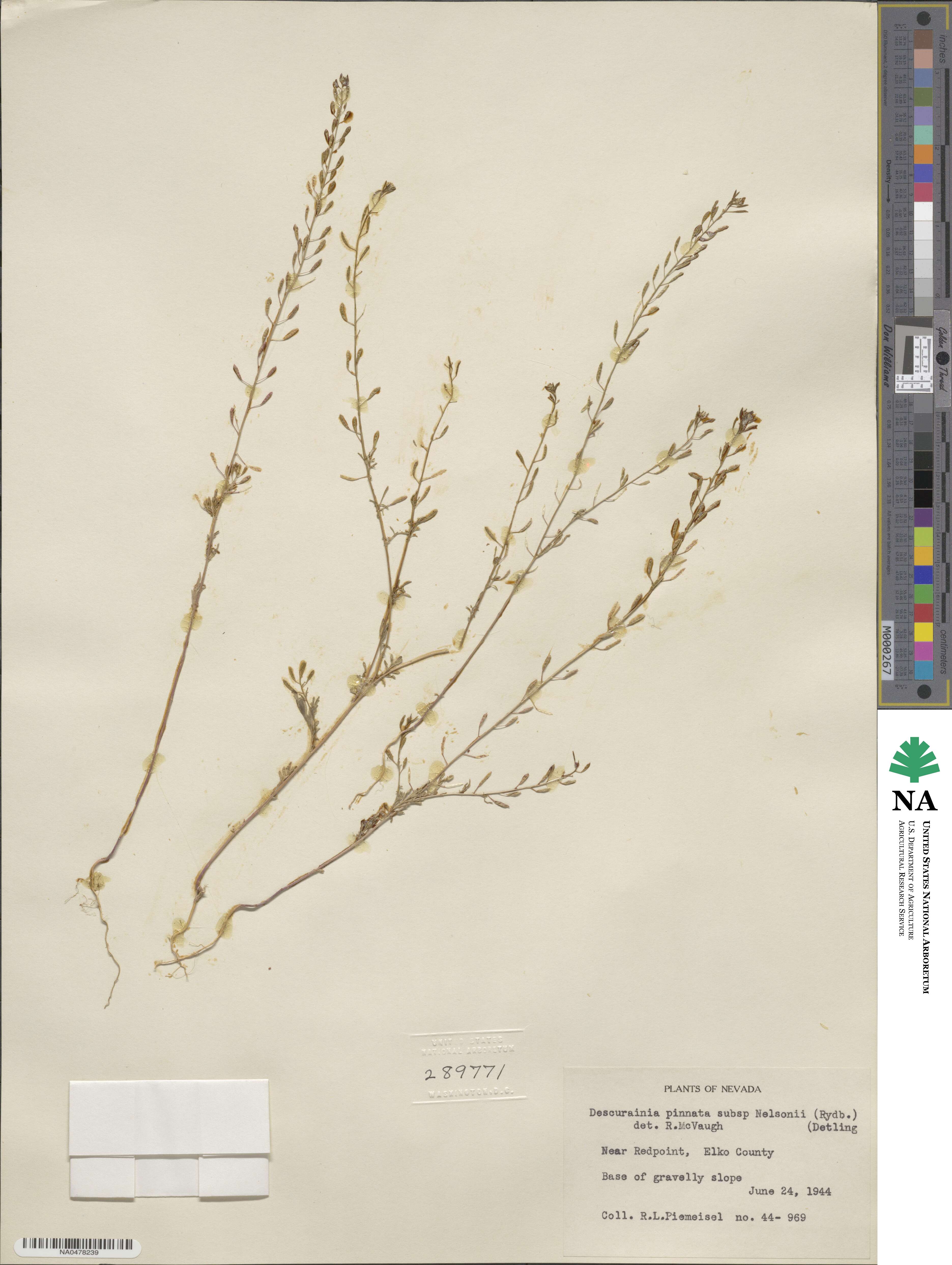 Descurainia pinnata subsp. nelsonii image
