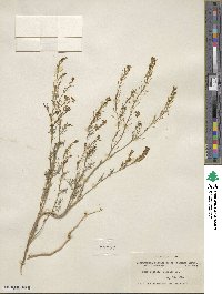 Descurainia pinnata image