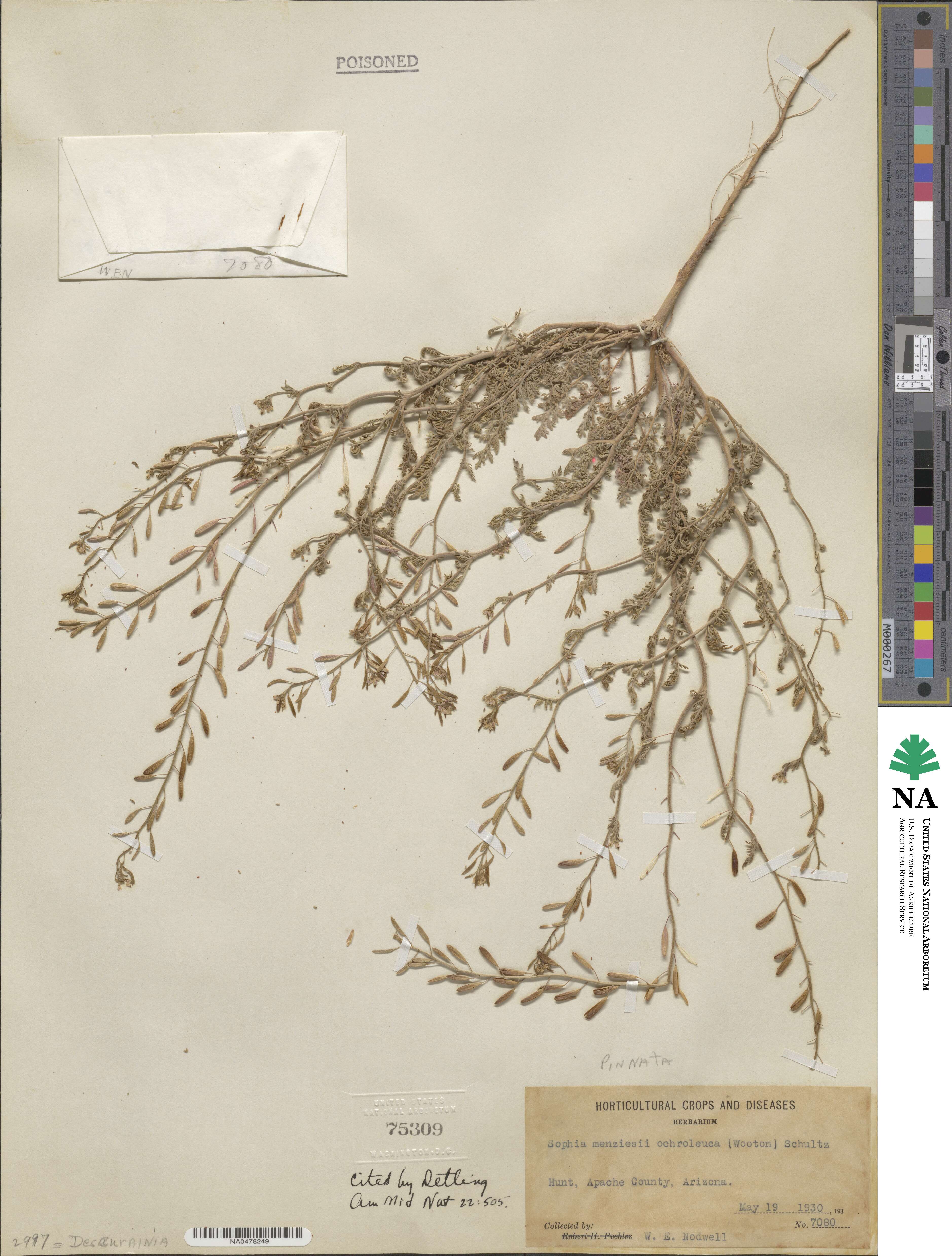 Descurainia pinnata var. ochroleuca image
