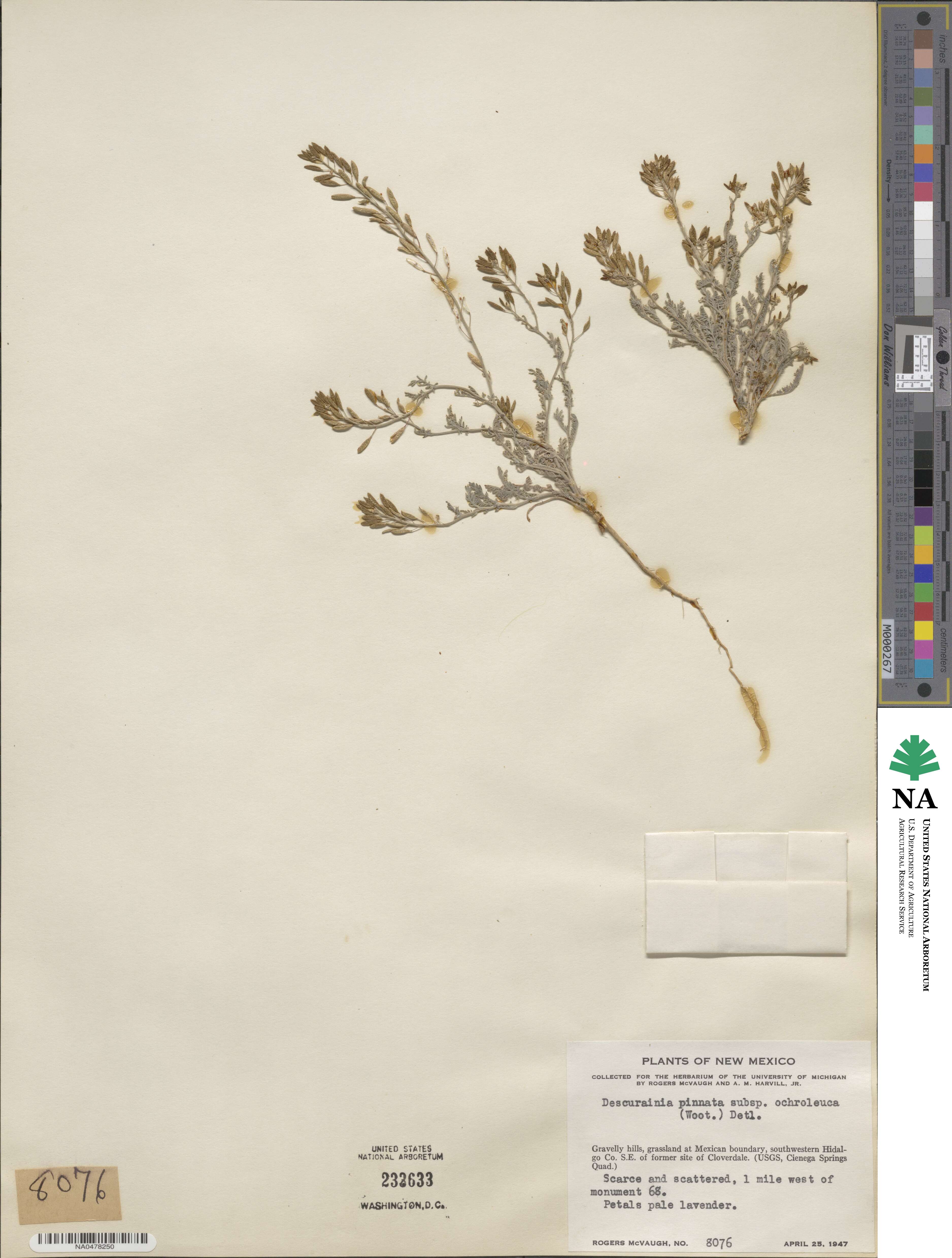 Descurainia pinnata var. ochroleuca image