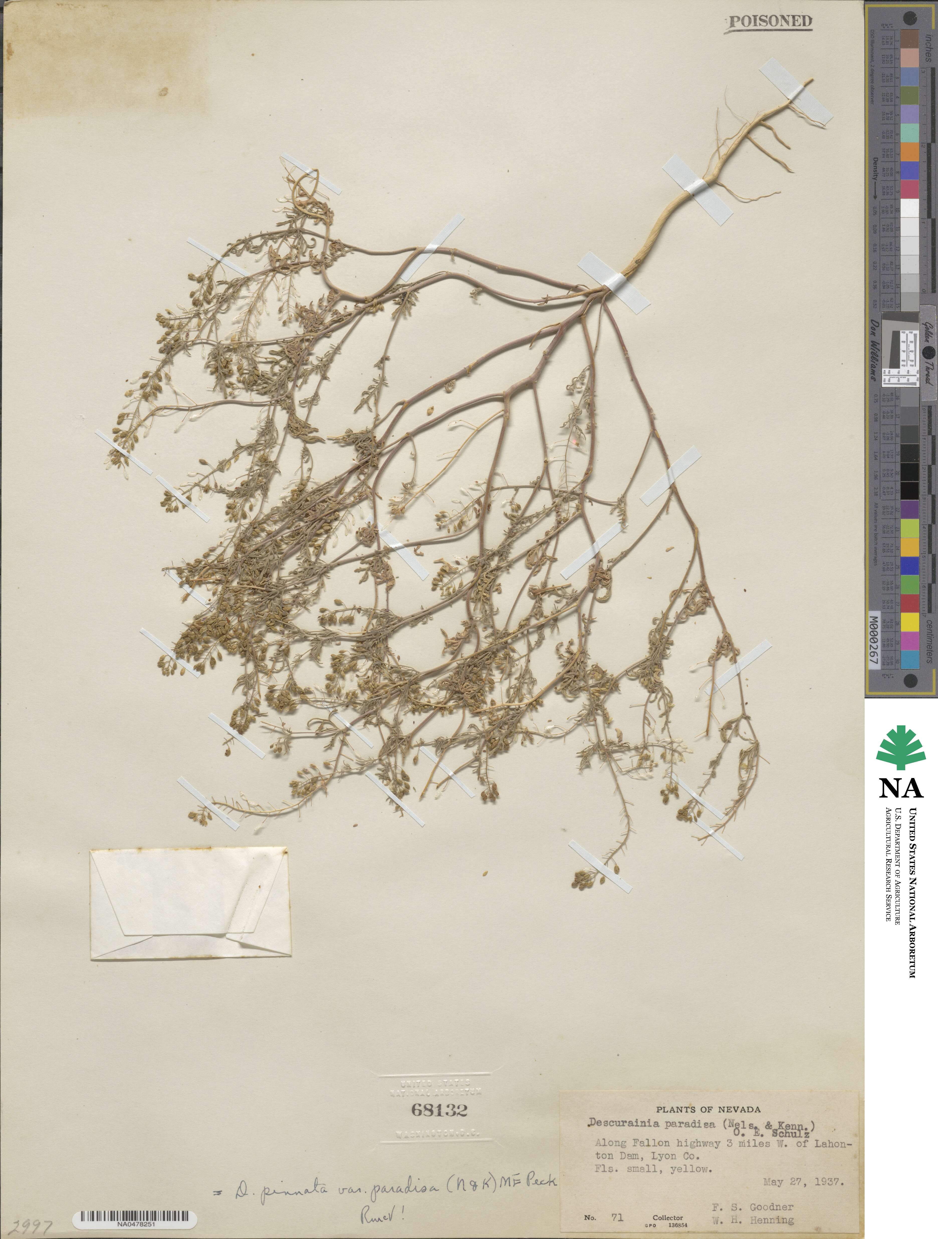Descurainia pinnata image
