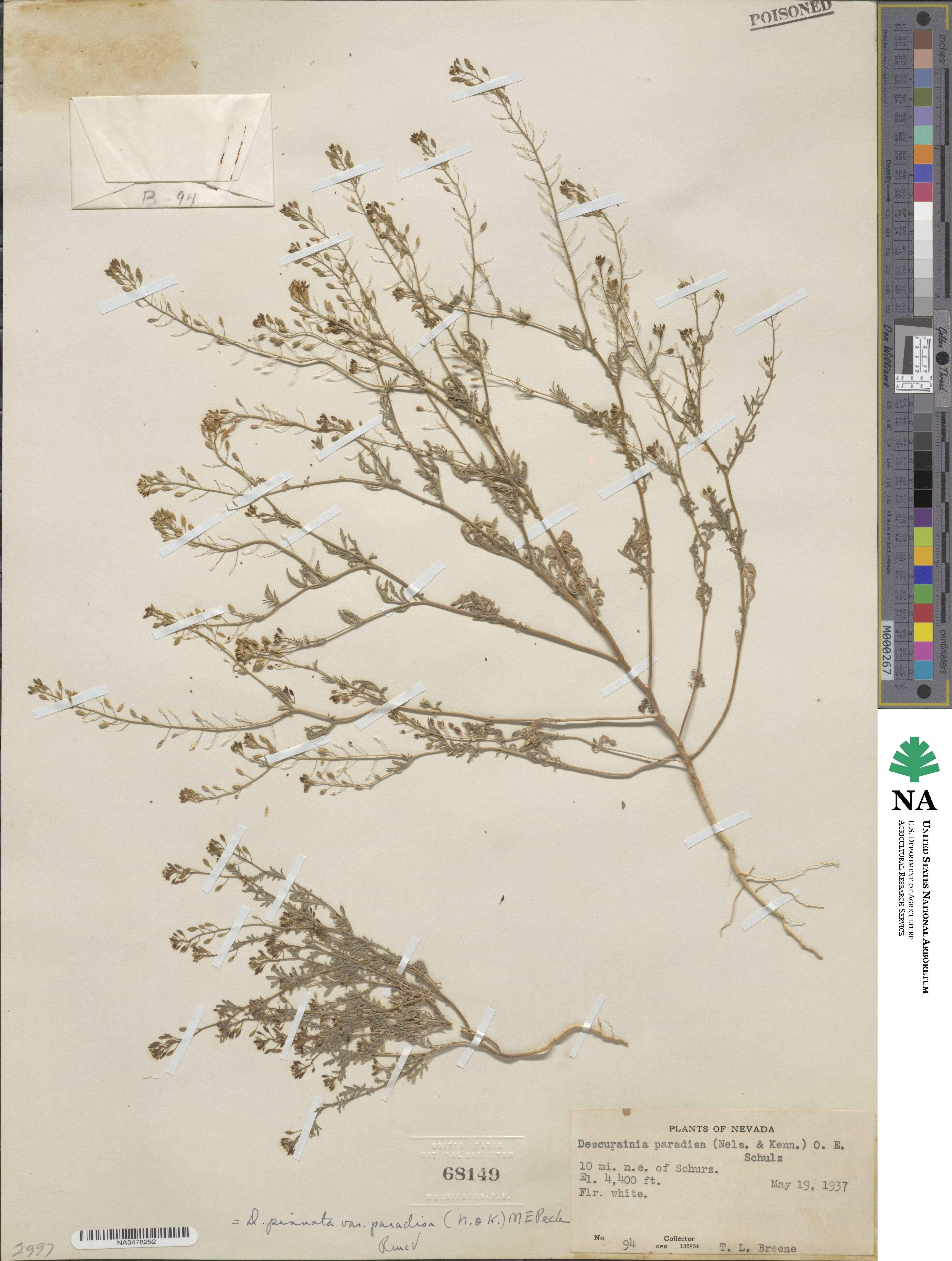 Descurainia pinnata var. paradisa image