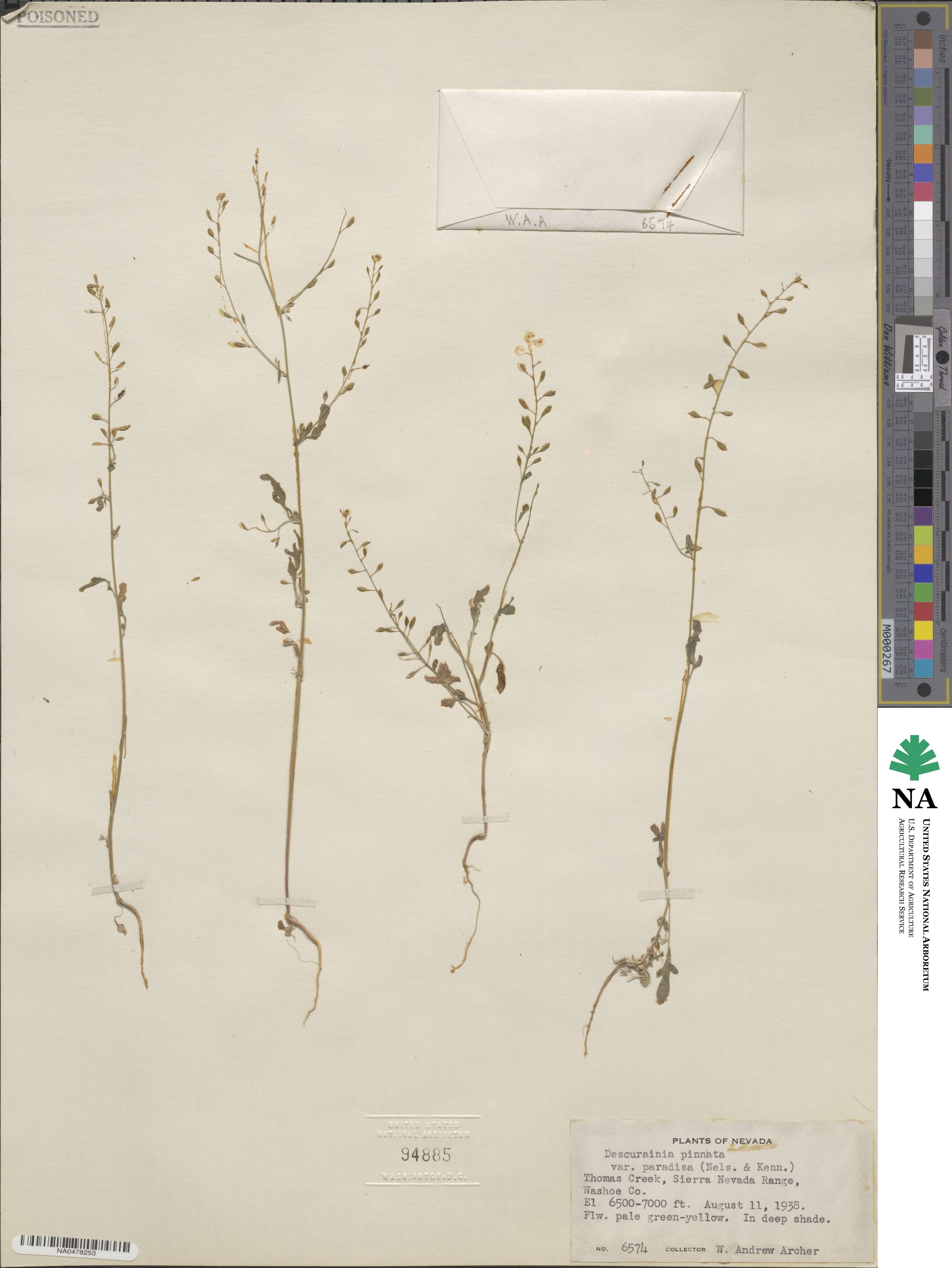 Descurainia pinnata var. paradisa image
