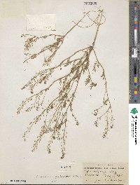 Descurainia pinnata image