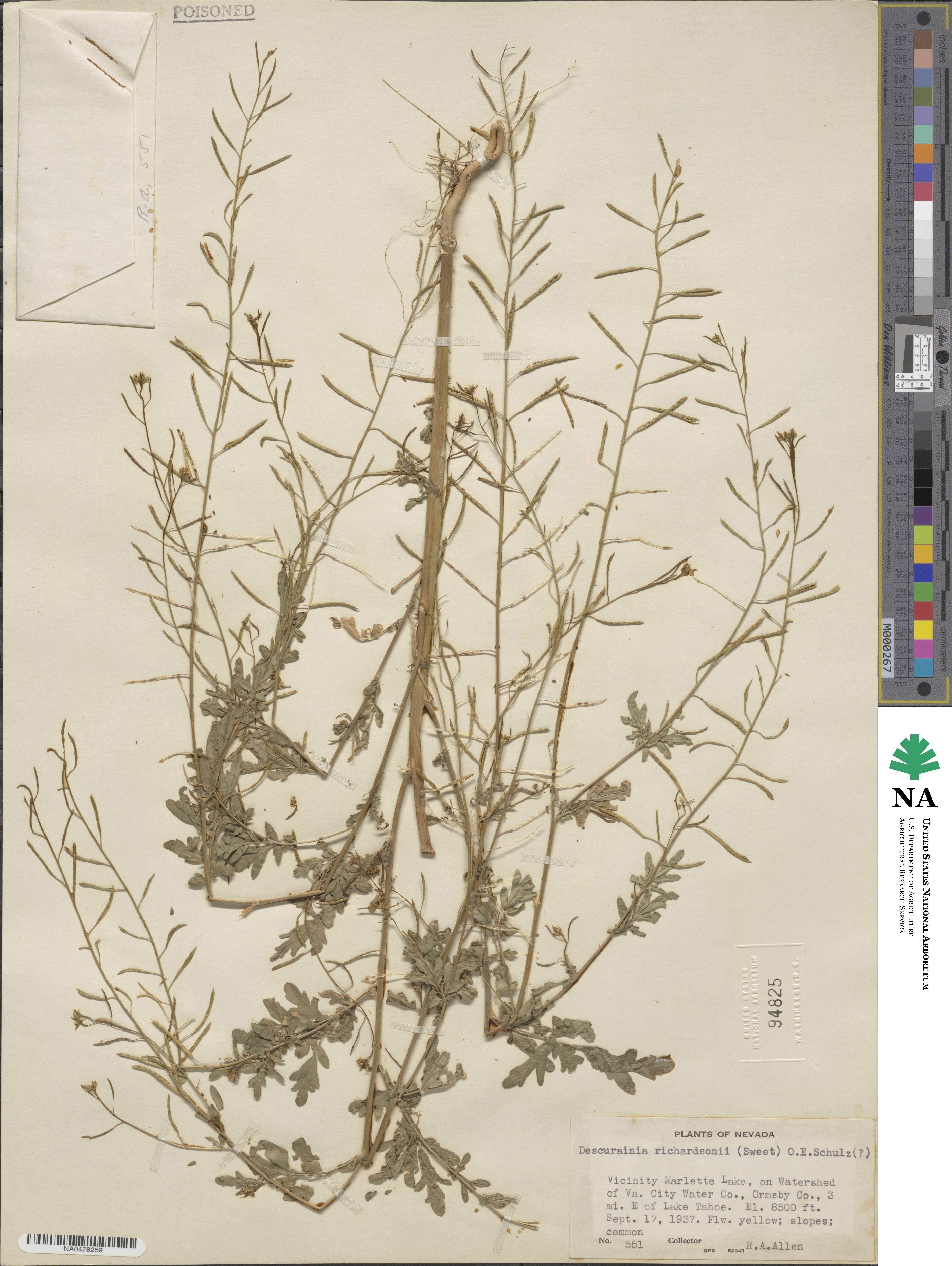 Descurainia richardsonii image