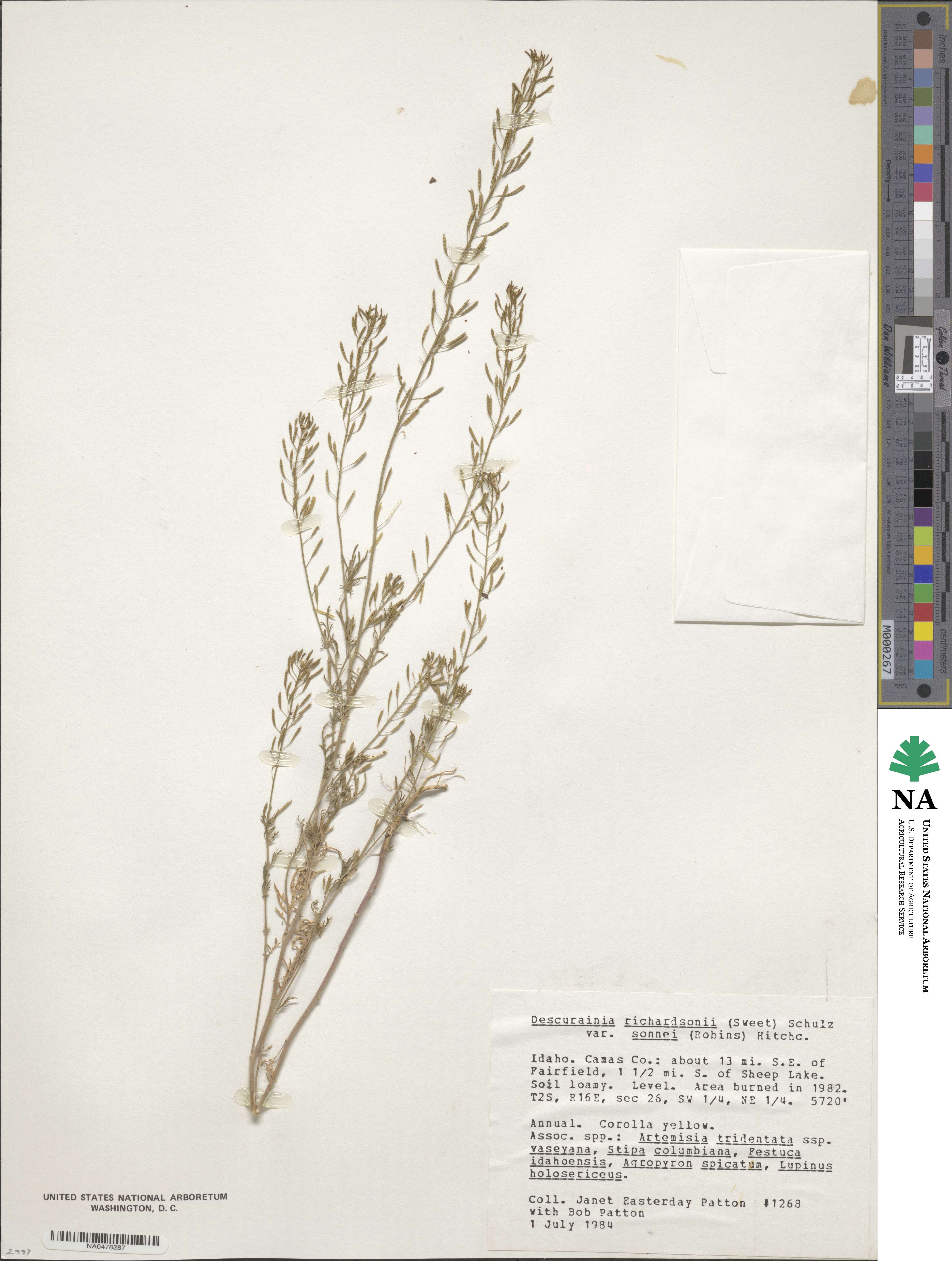 Descurainia richardsonii image