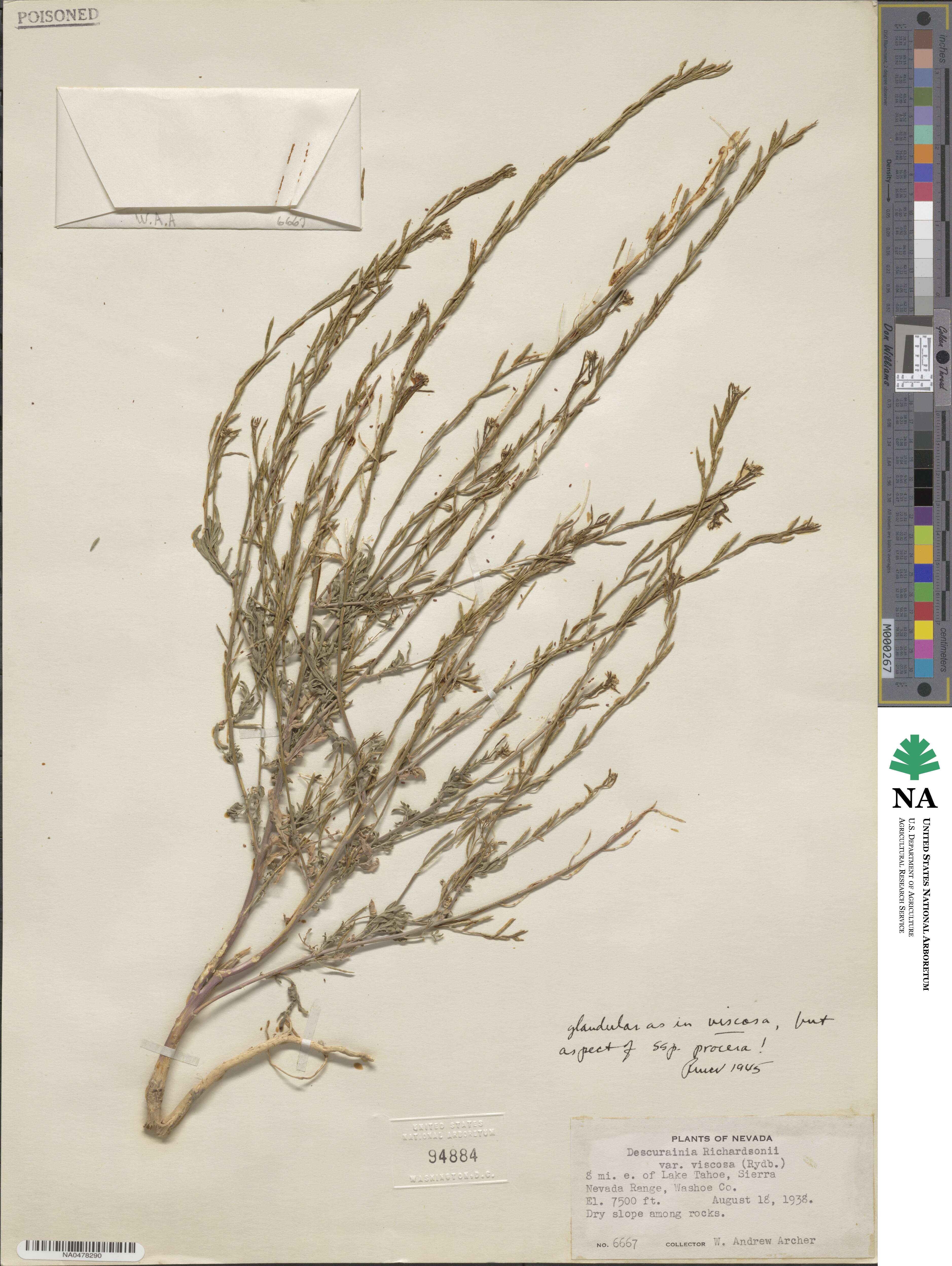 Descurainia richardsonii var. viscosa image