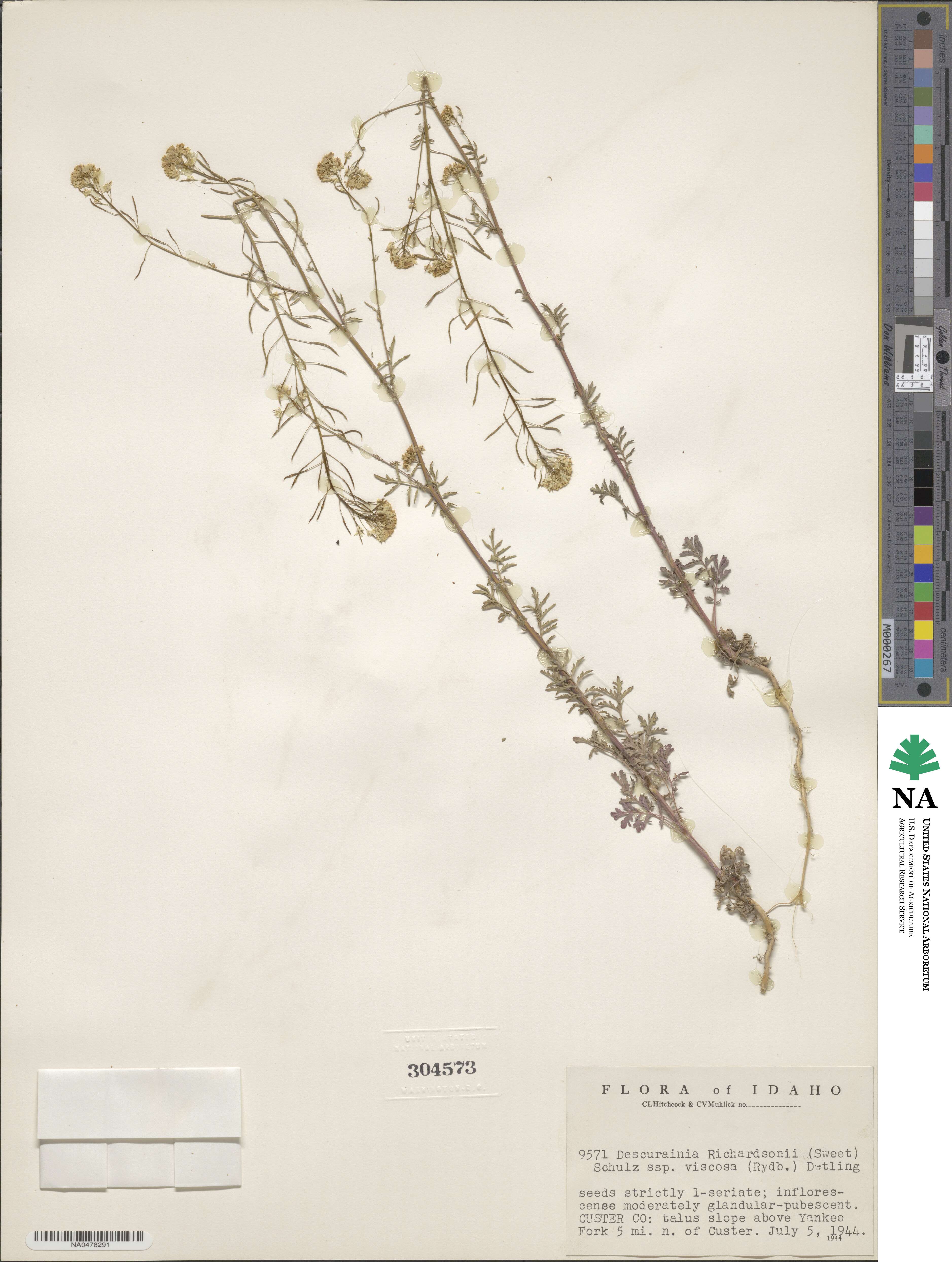 Descurainia richardsonii var. viscosa image