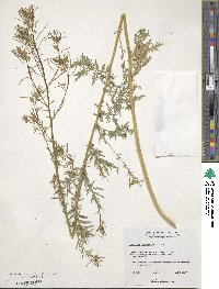 Descurainia sophioides image