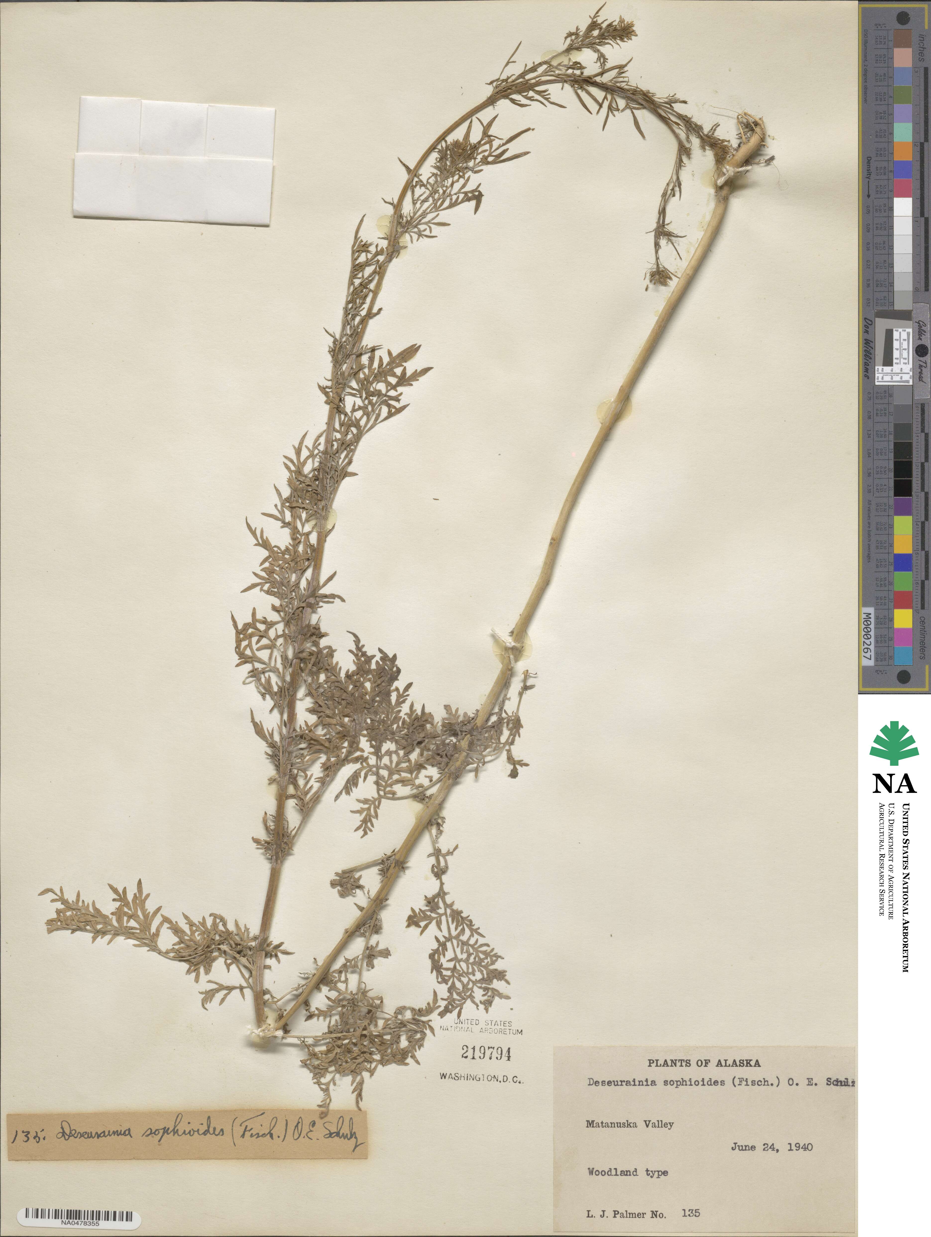 Descurainia sophioides image