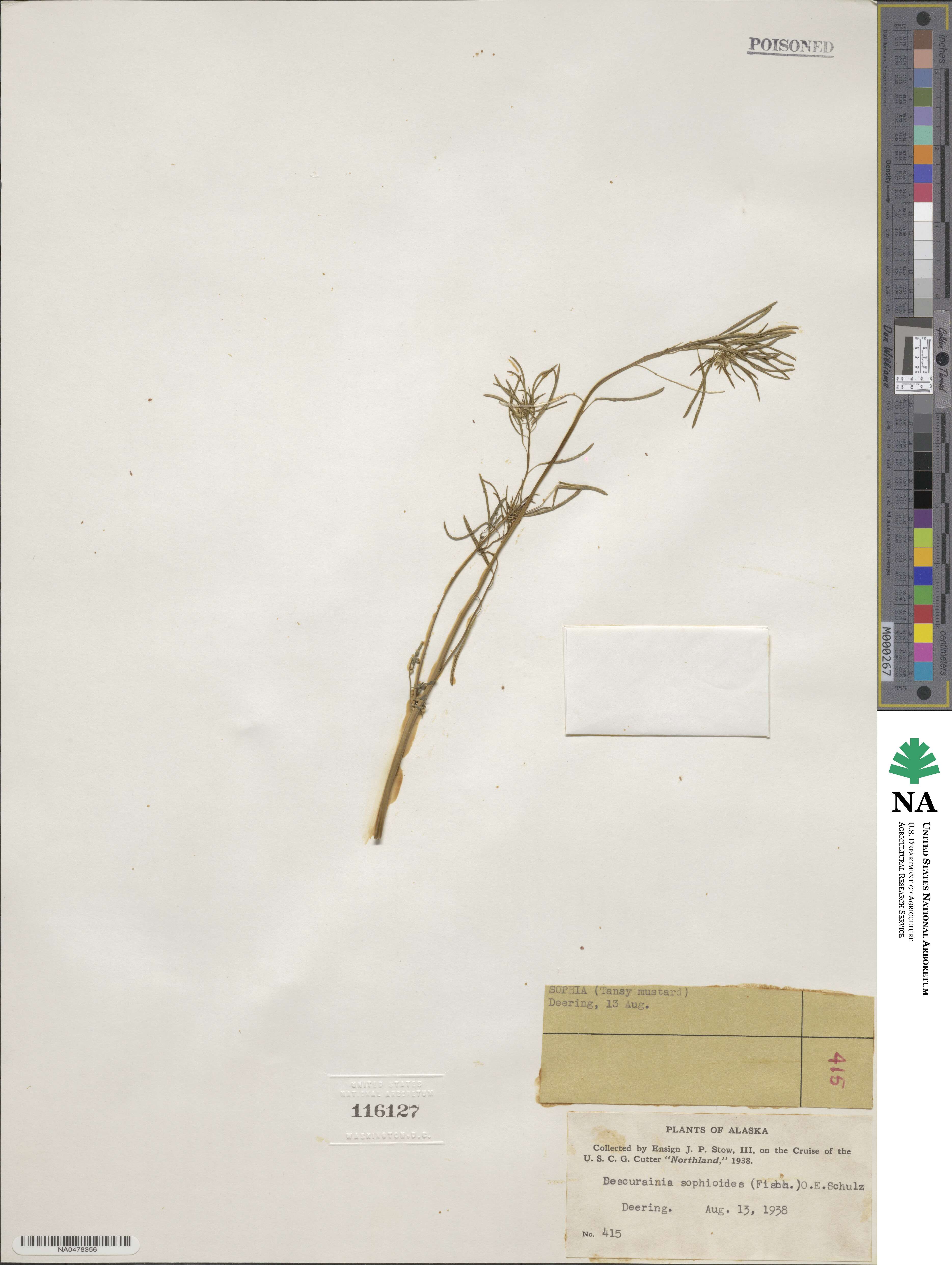 Descurainia sophioides image