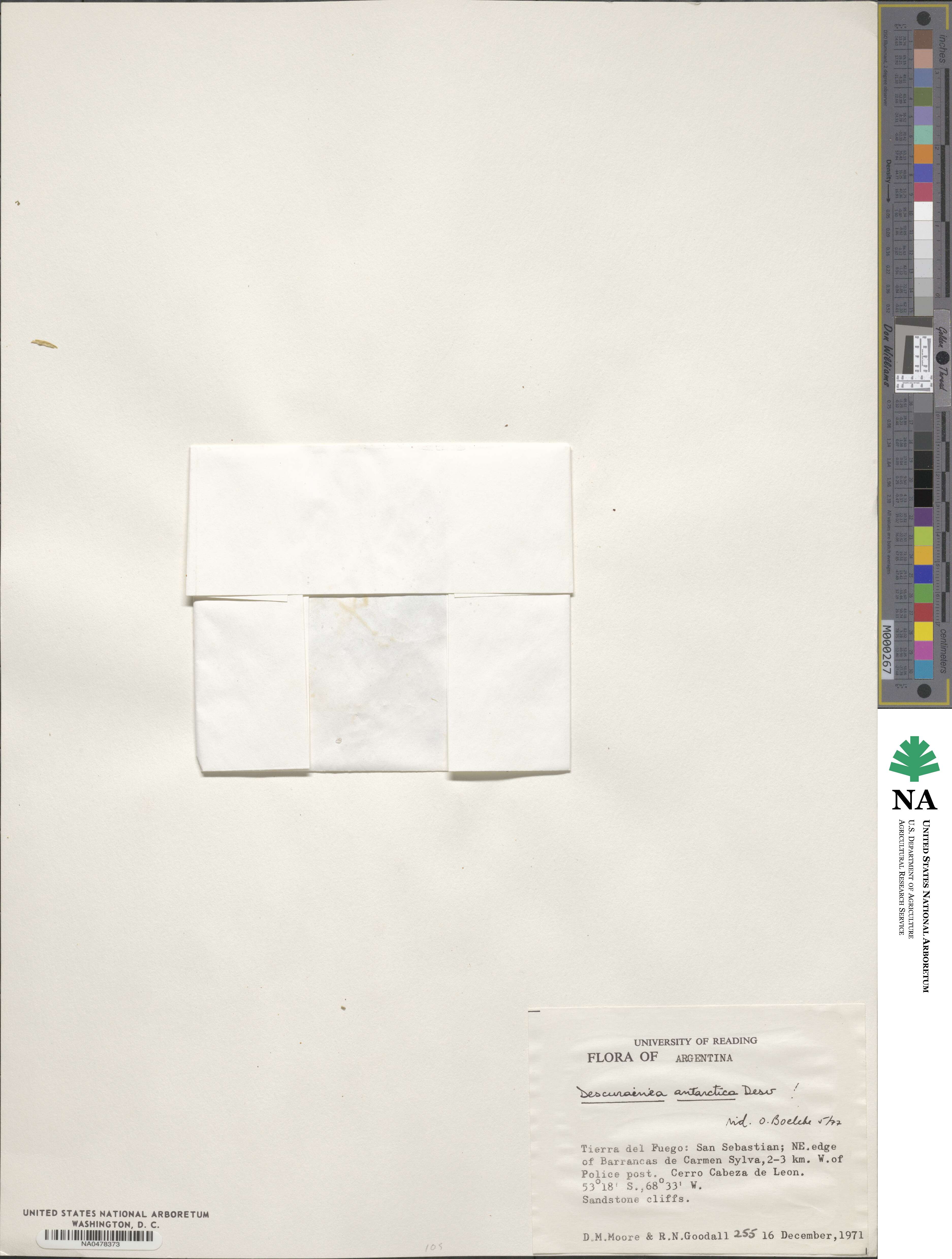 Descurainia antarctica image