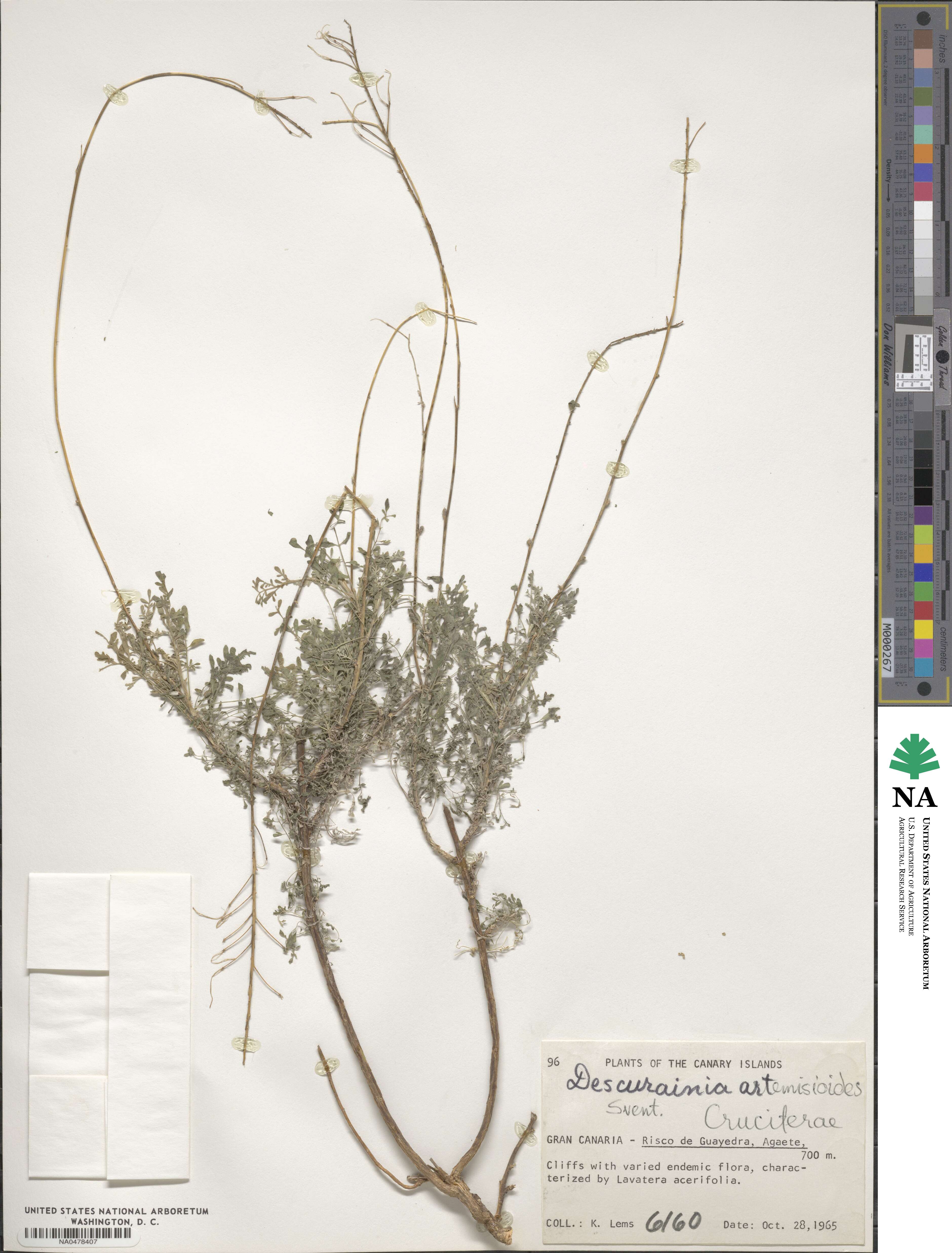 Descurainia artemisioides image
