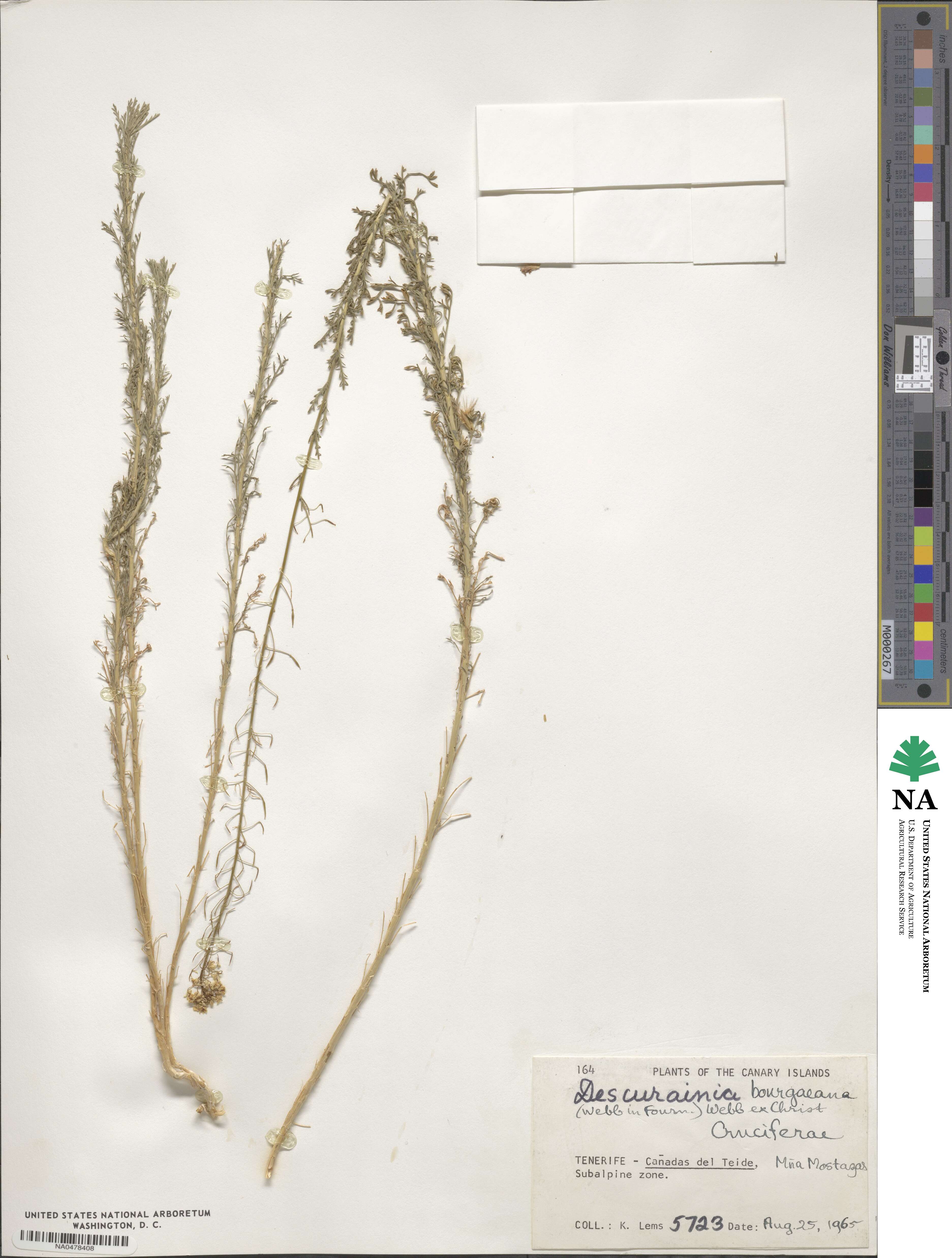 Descurainia bourgaeana image