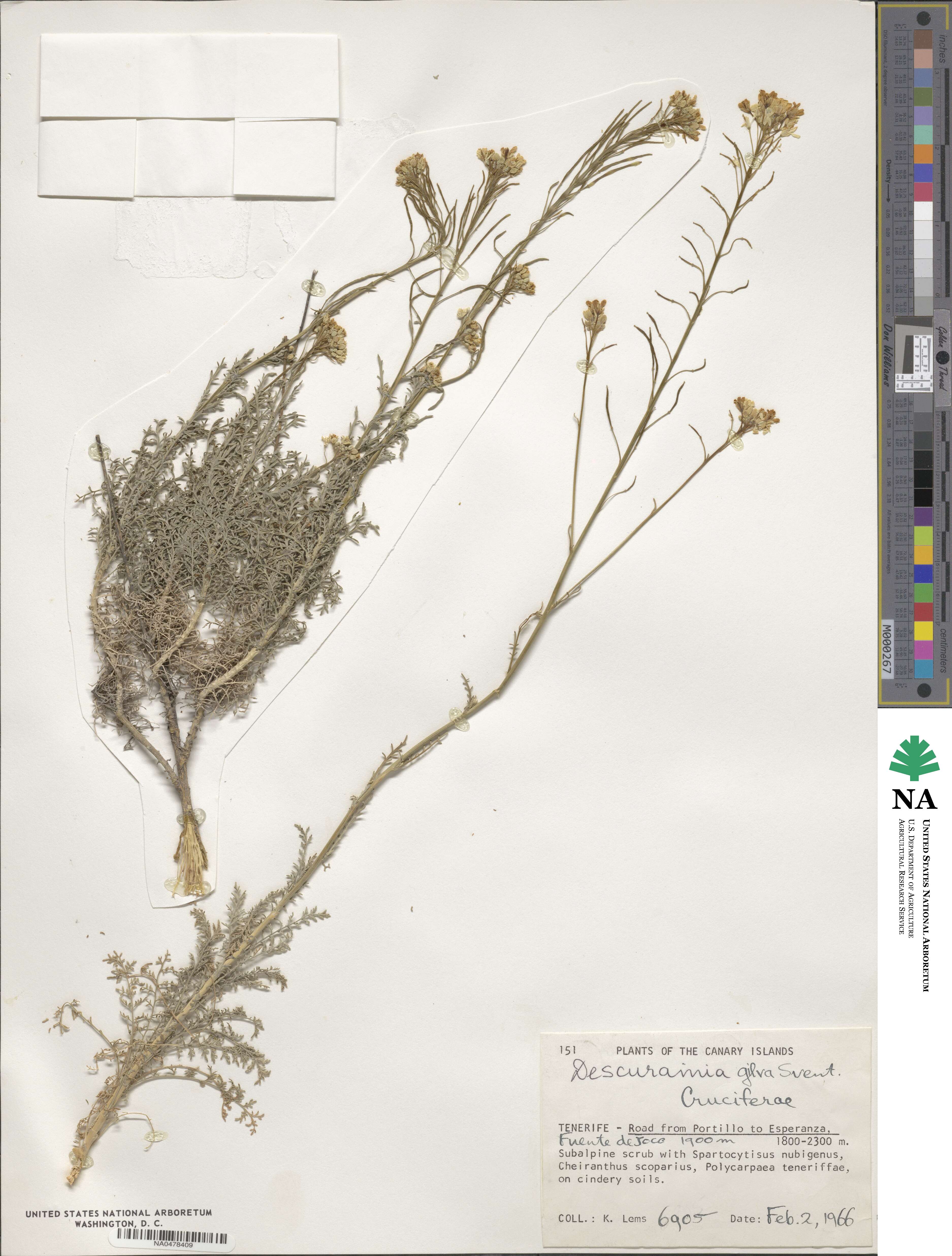 Descurainia gilva image