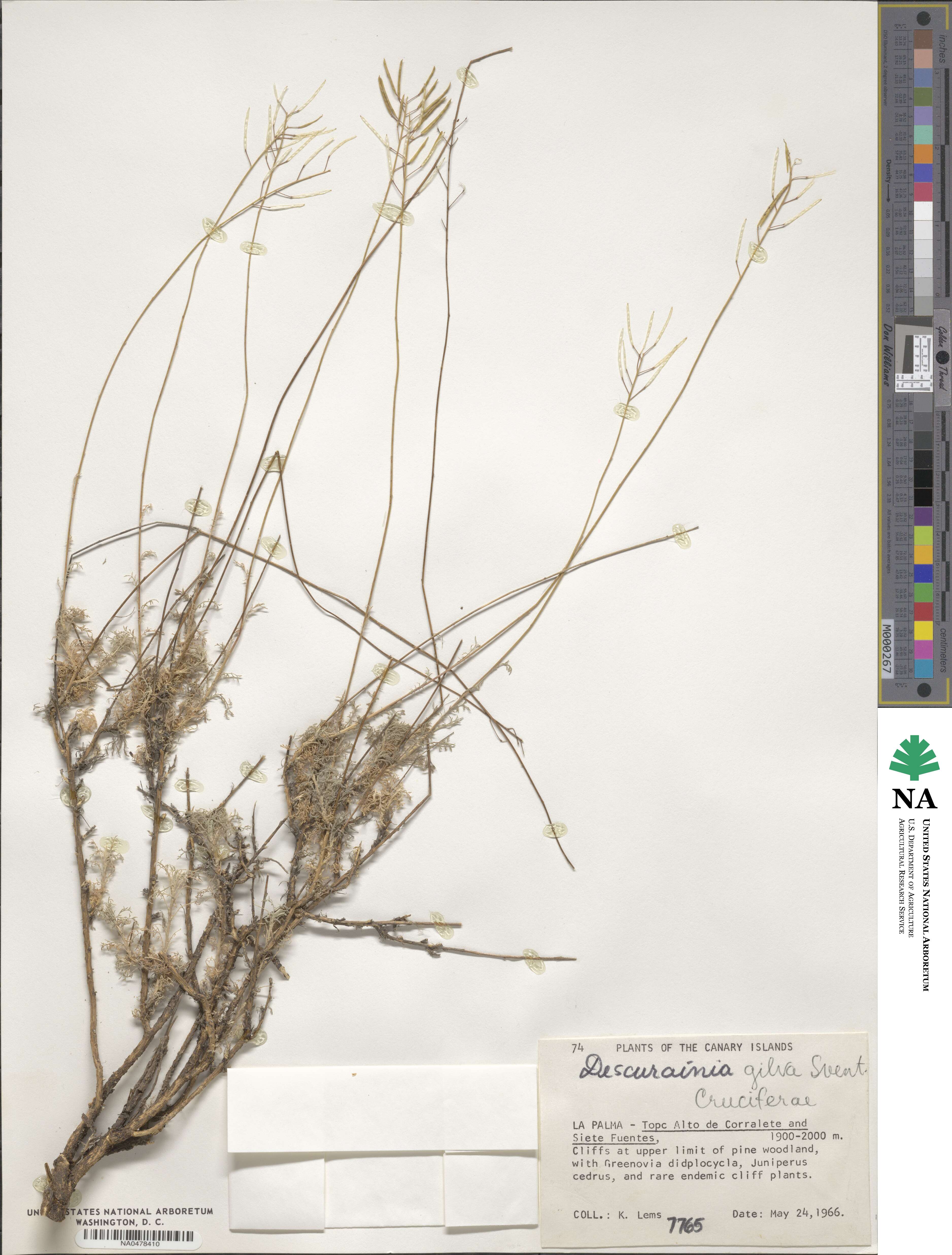 Descurainia gilva image