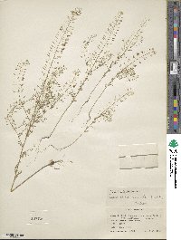 Descurainia pinnata image