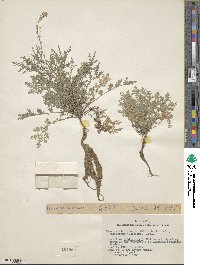 Descurainia pinnata image